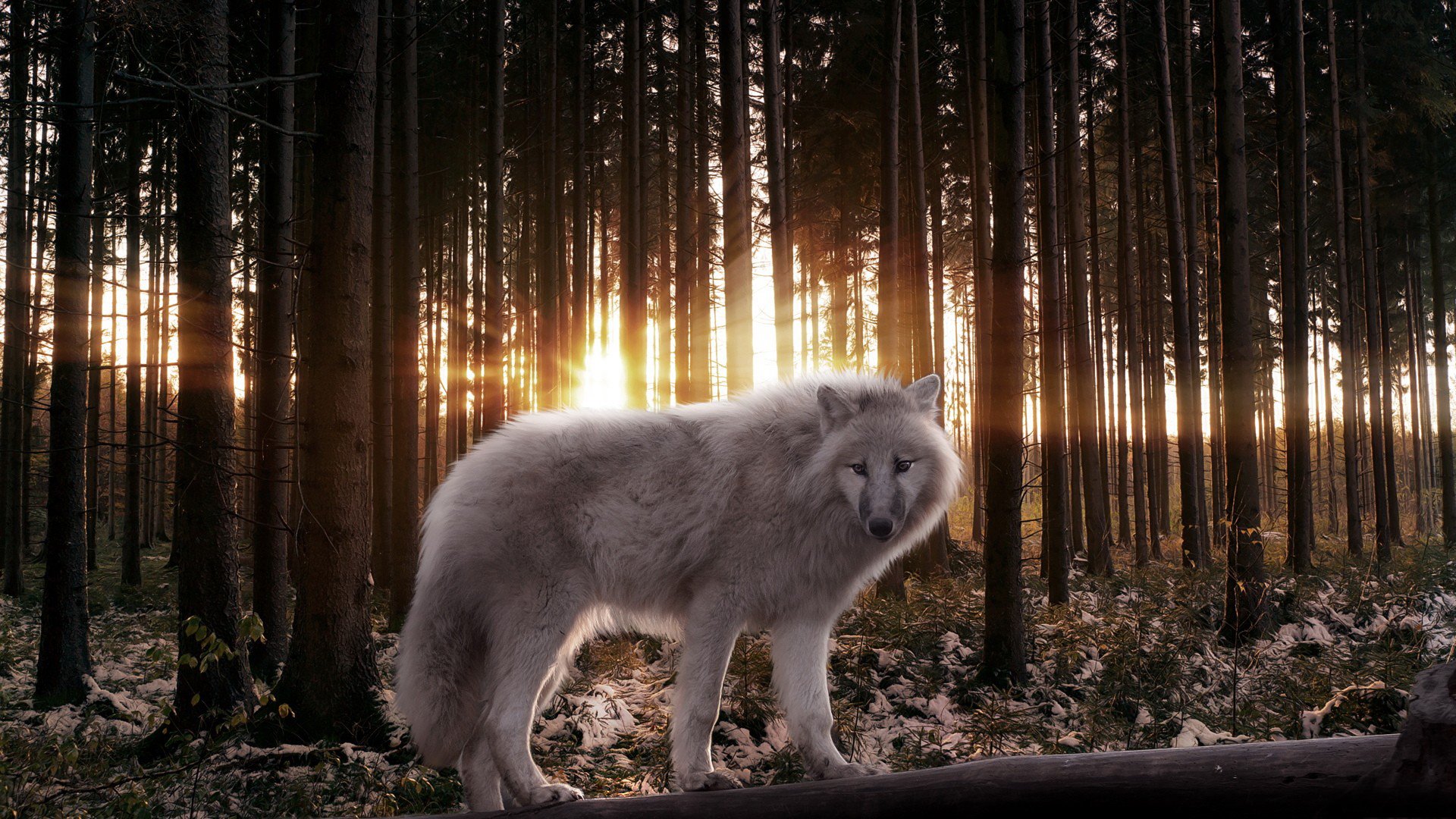 loup forêt arbres prédateur rayons lumière