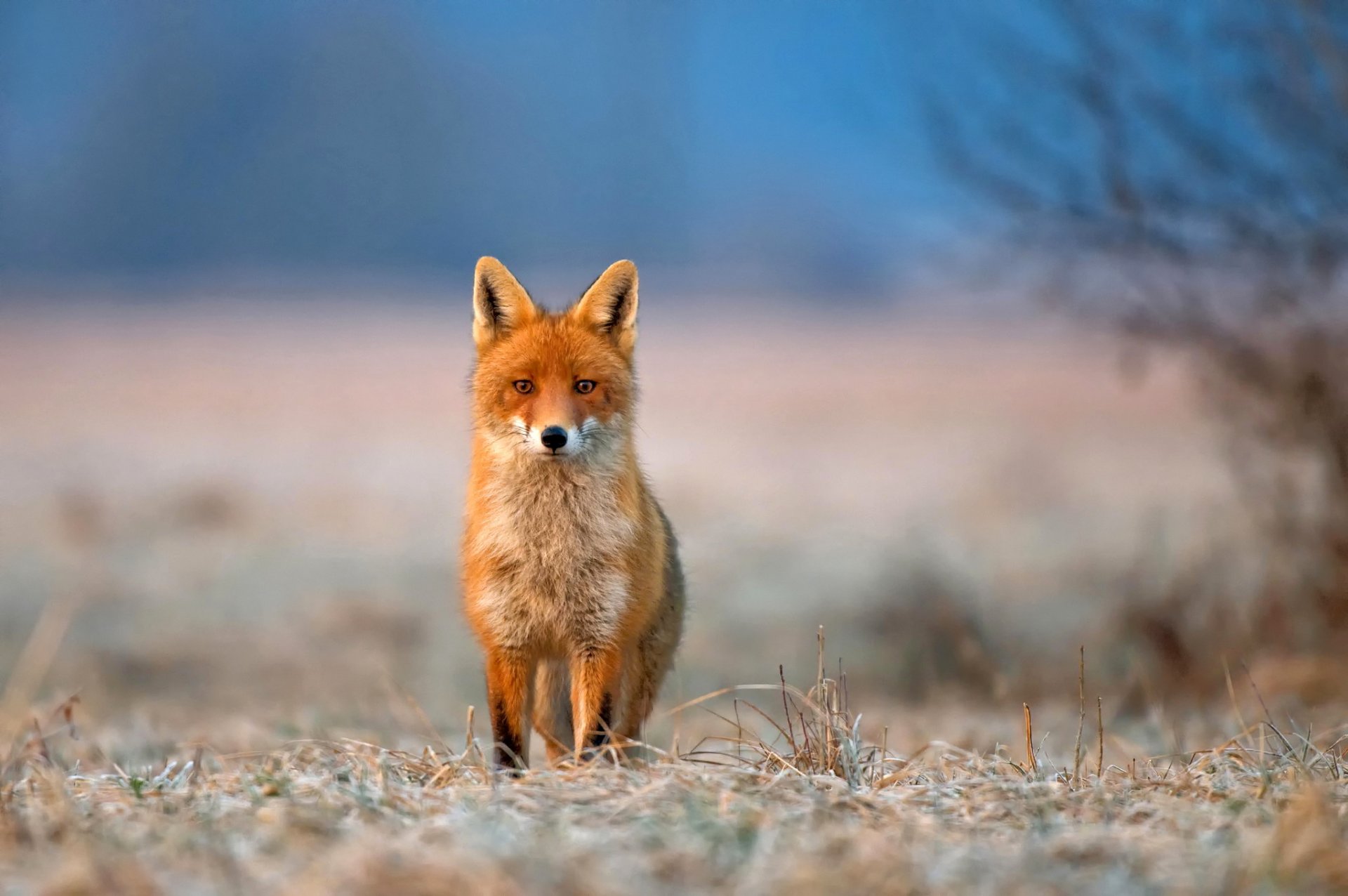 volpe animale vista natura erba gelo