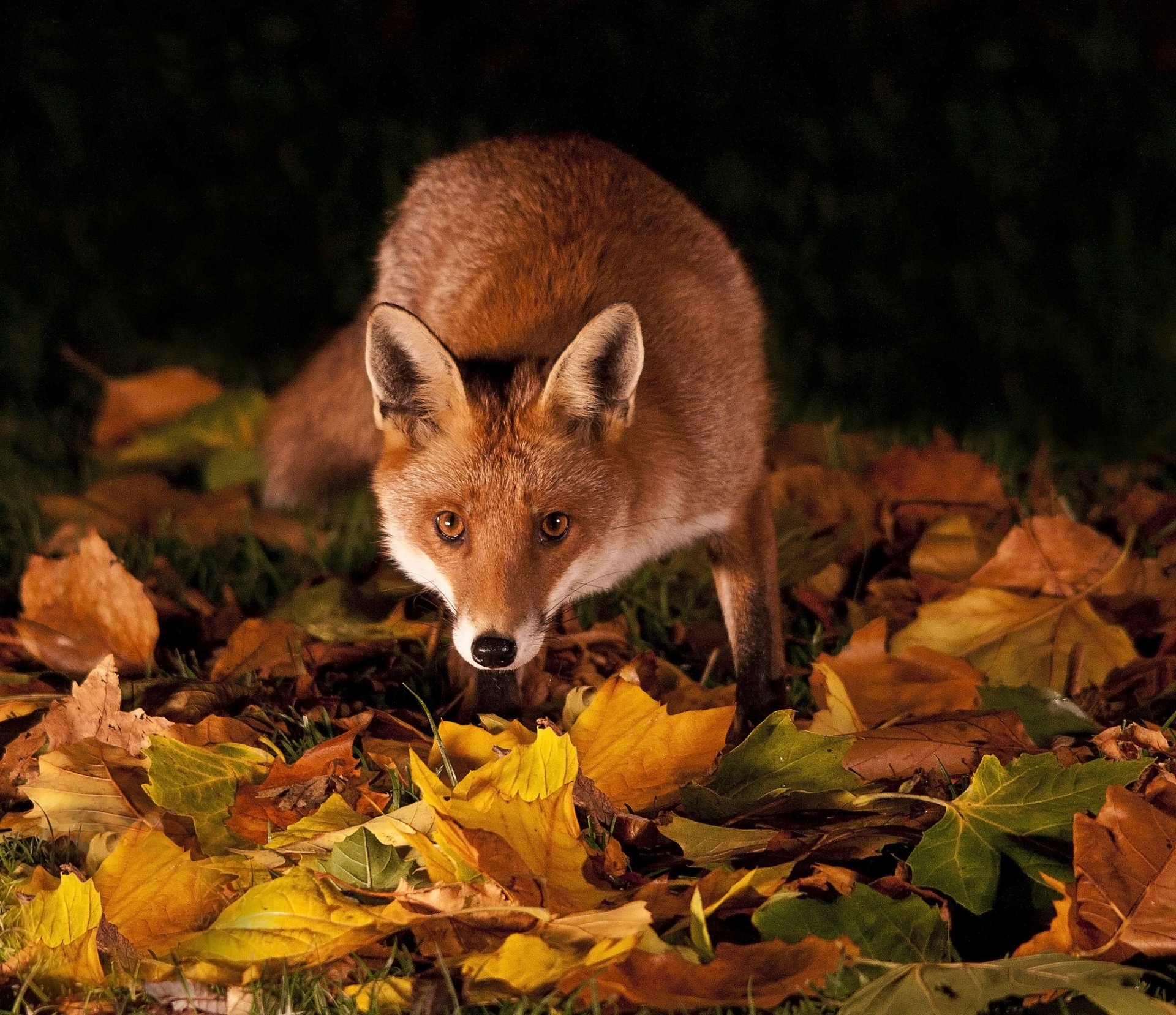 erba foglie autunno notte volpe rossa