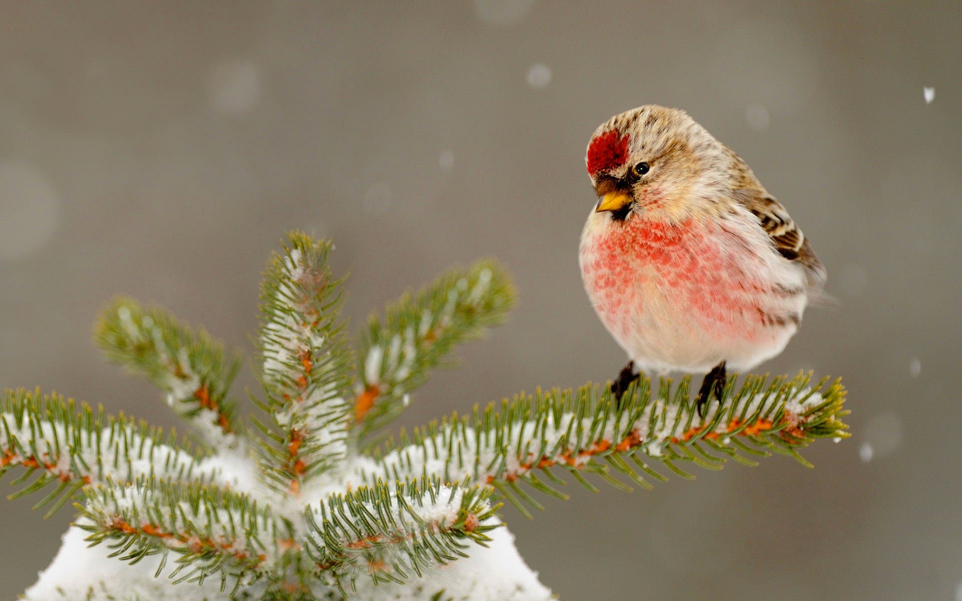 natura inverno neve albero di natale aghi uccello becco