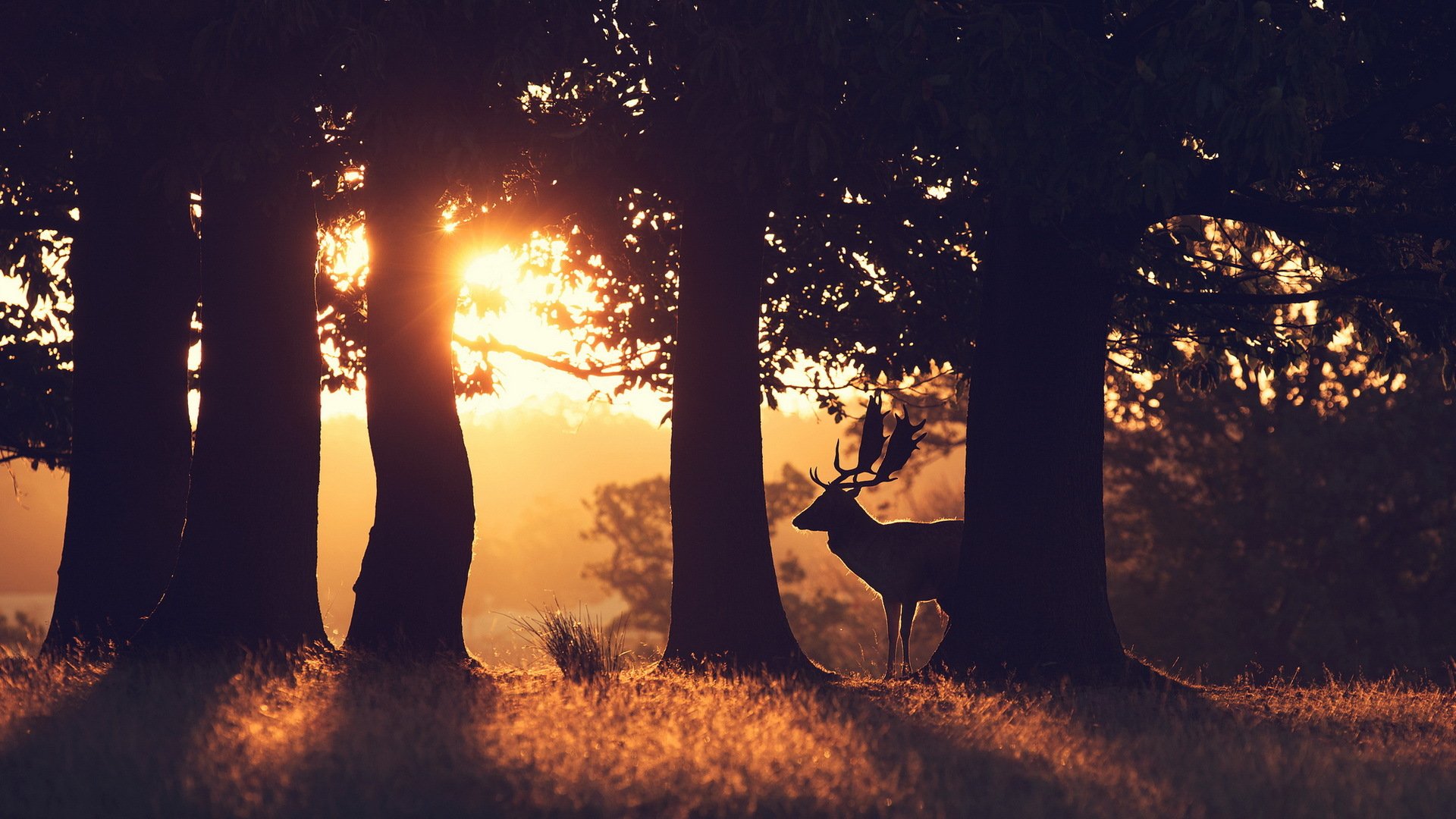 cerf matin forêt nature