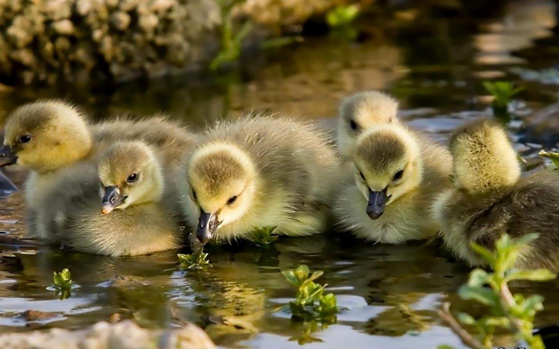 goslings kids water chick