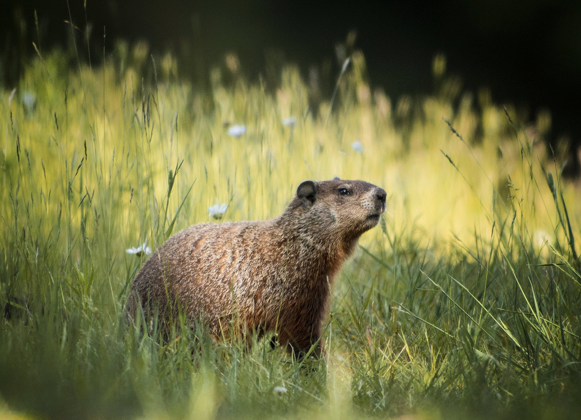 champ herbe fleurs été marmotte