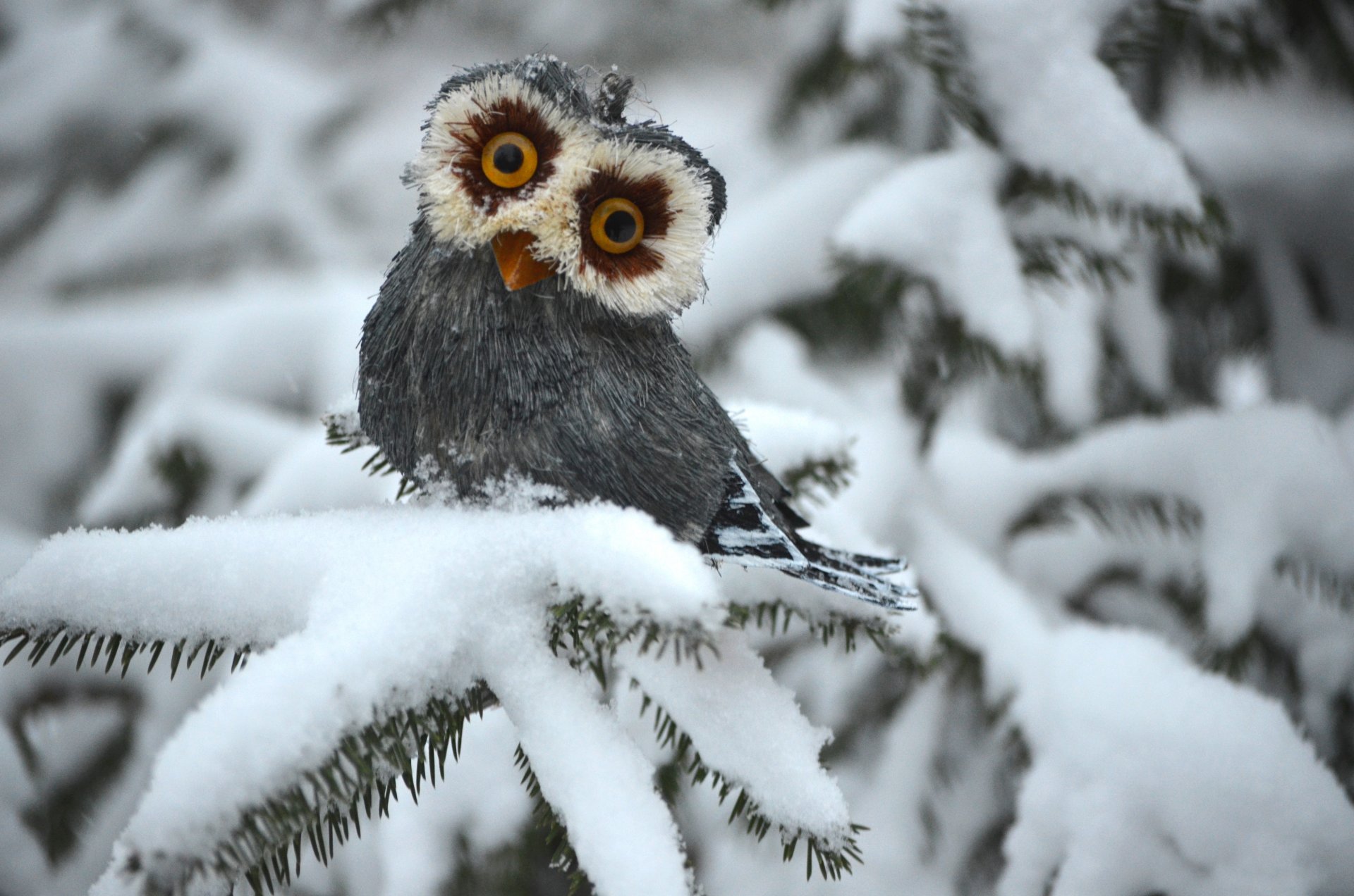 owl winter spruce white