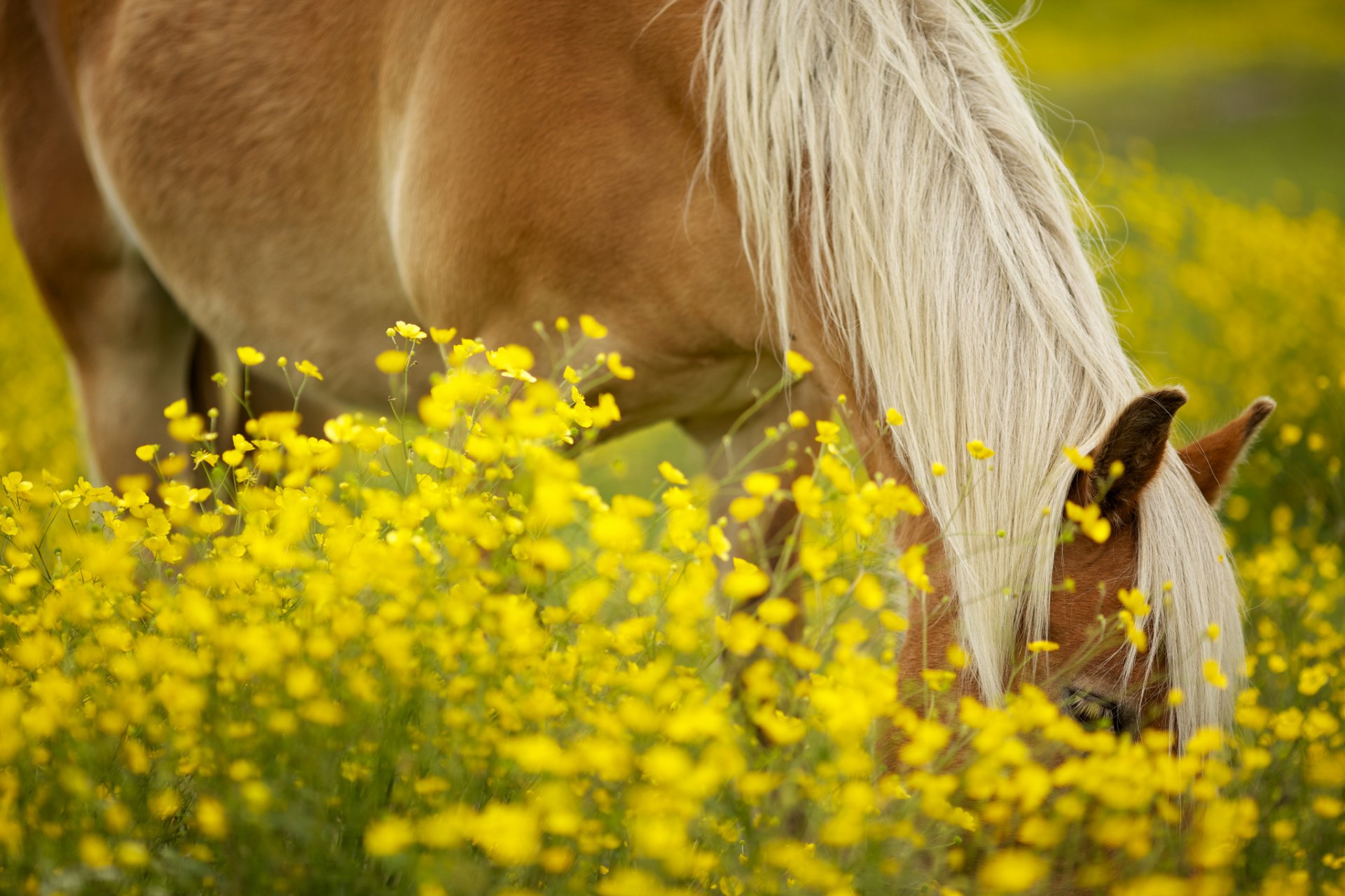 animali cavallo cavallo cavallo criniera fiori fiori giallo campo verde sole sfondo carta da parati widescreen schermo intero widescreen widescreen