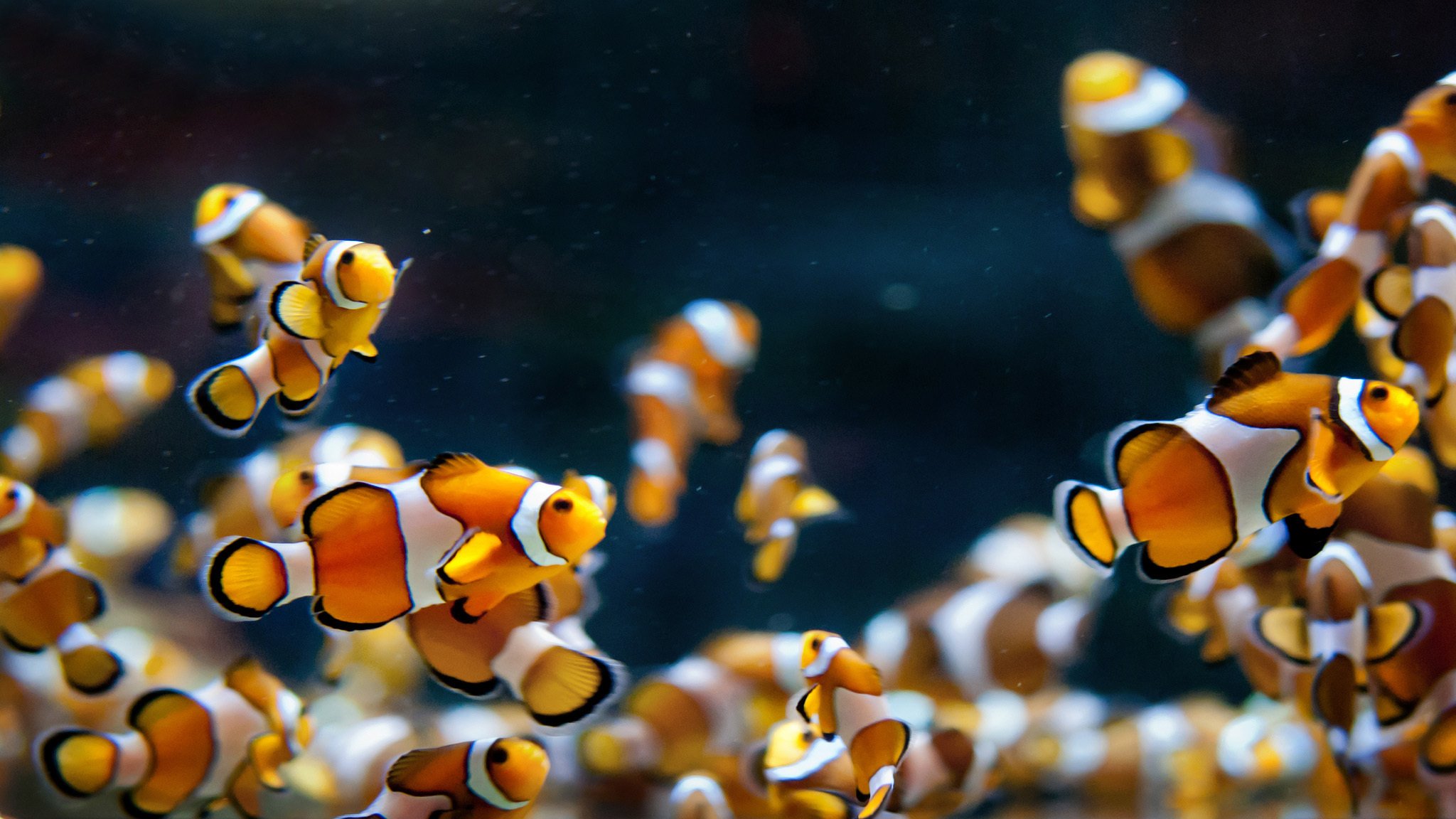 aquarium fische clowns