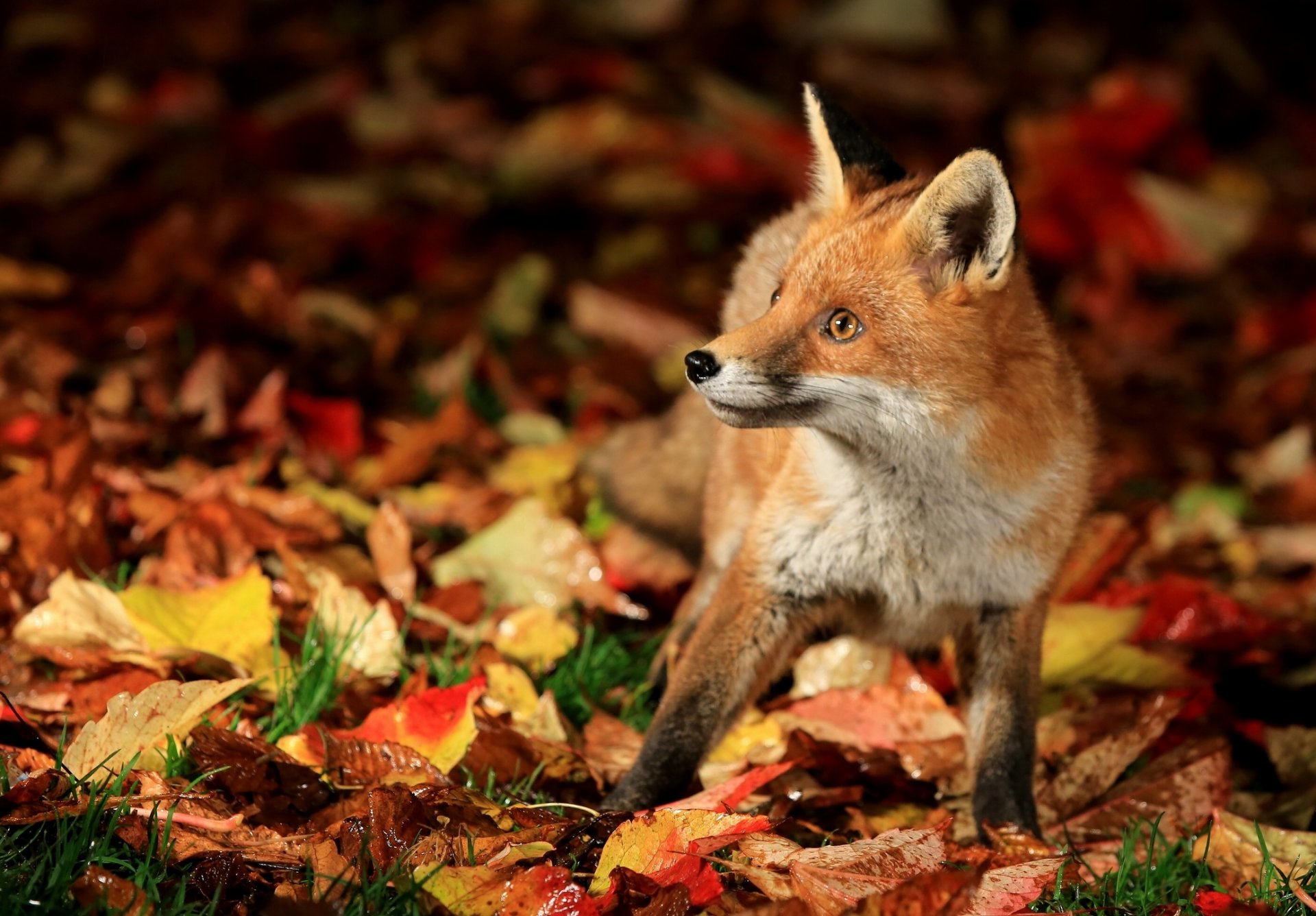 fuchs fuchs blätter herbst