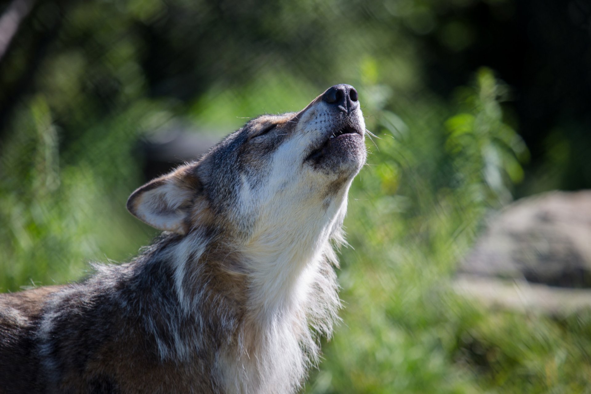 wolf grau hintergrund unschärfe