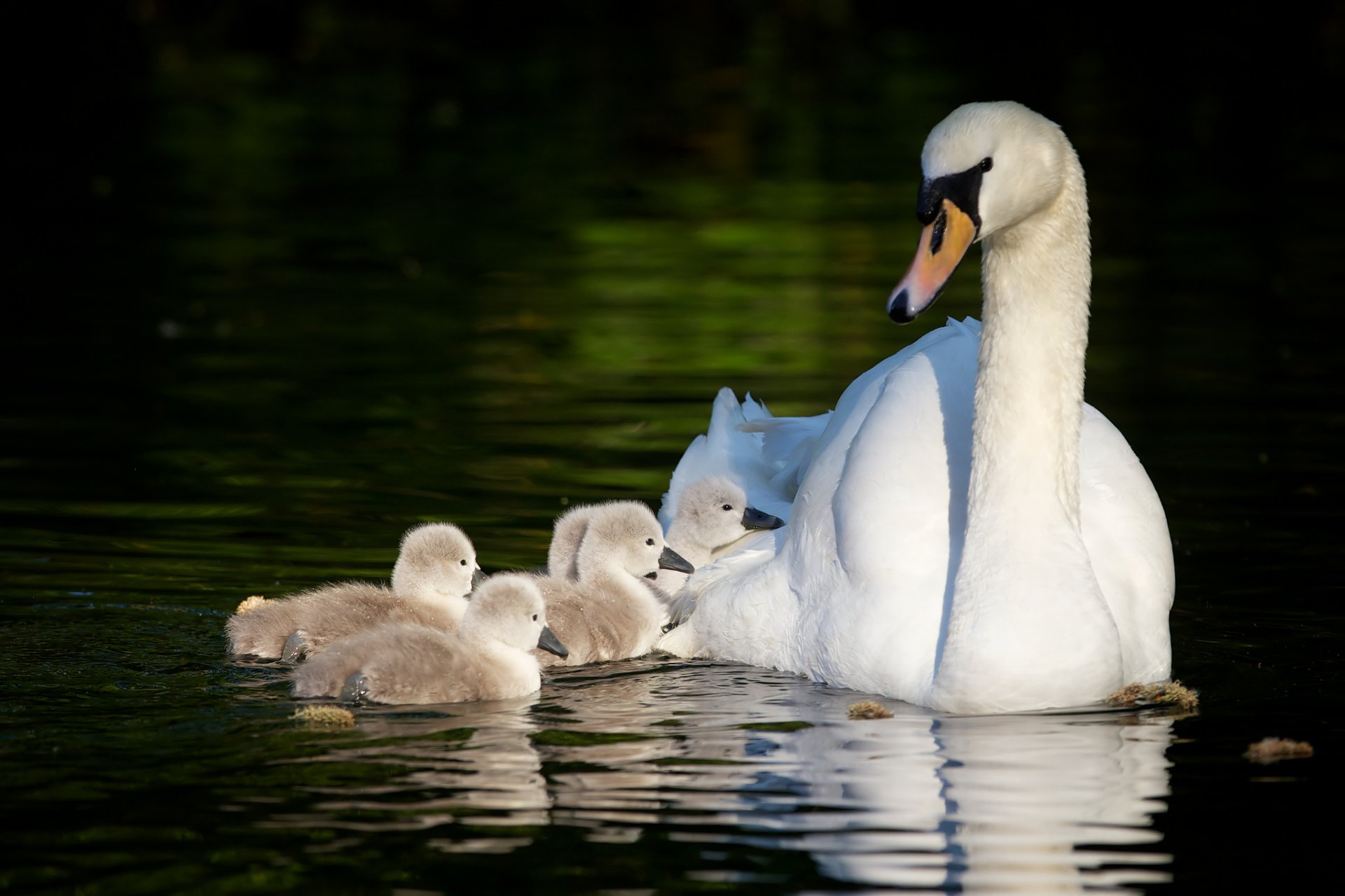 cygnes poussins maternité cygnes