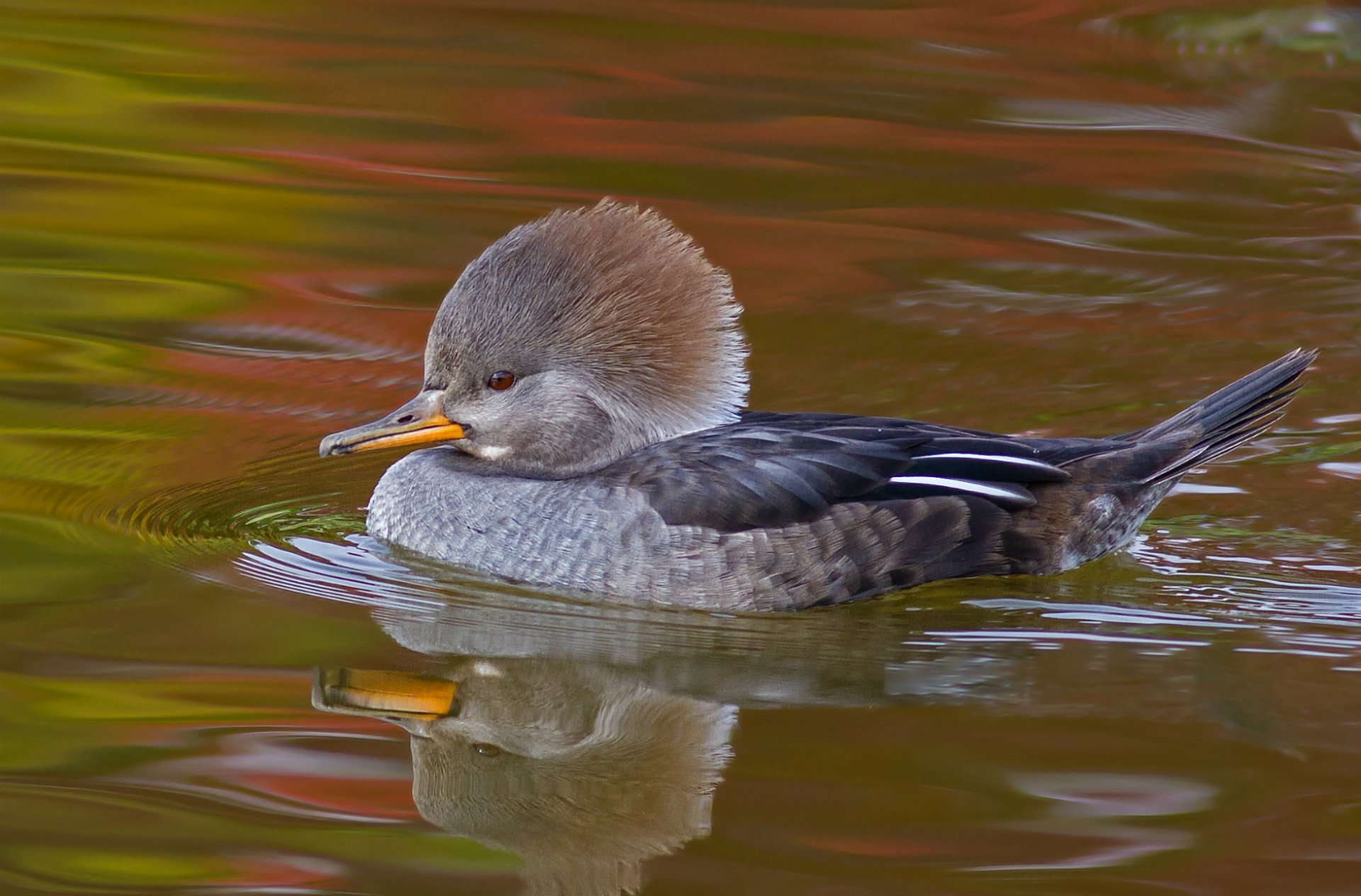 duck poultry sailing pond water reflection