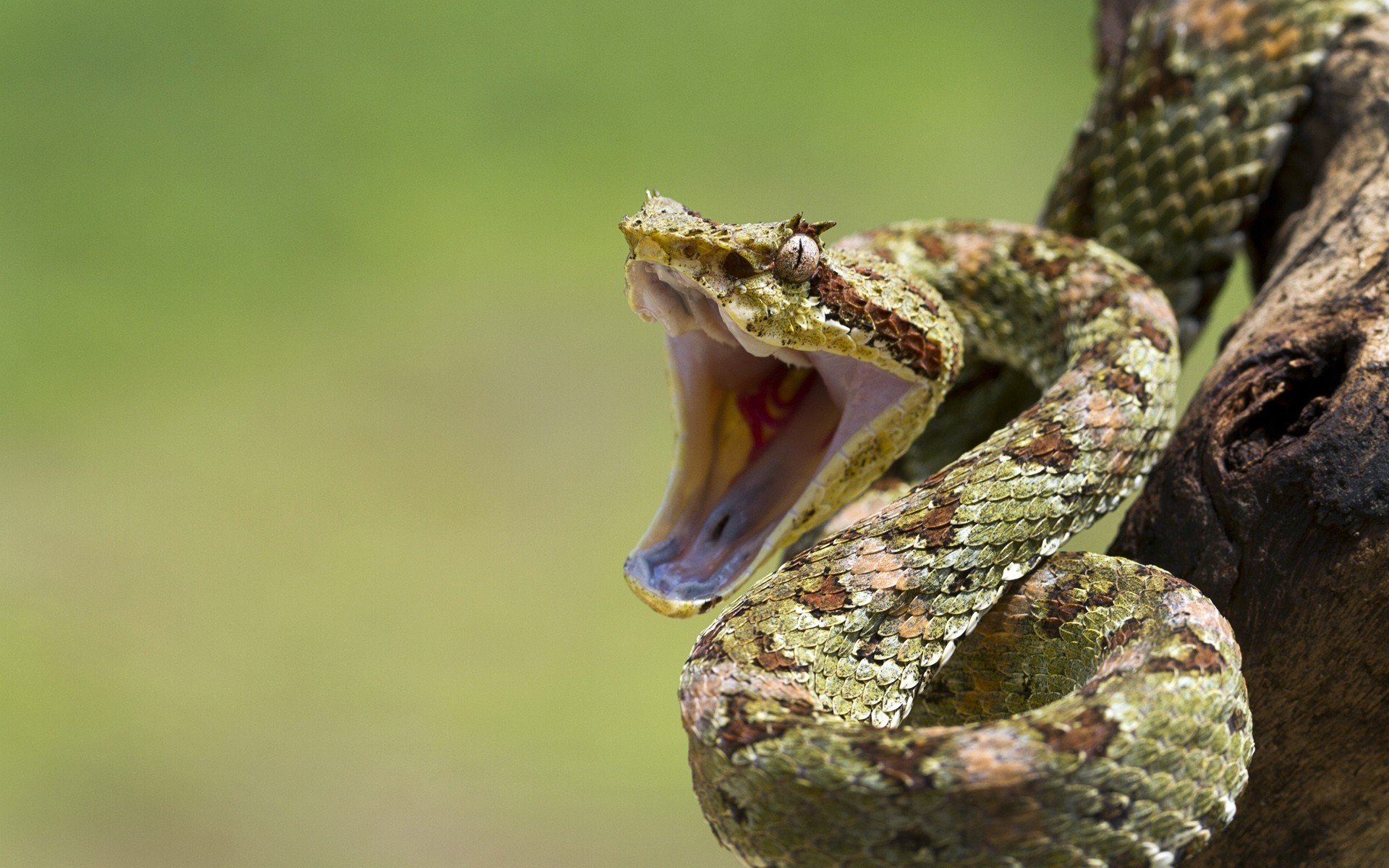 schlangen mund auge filiale reptilien