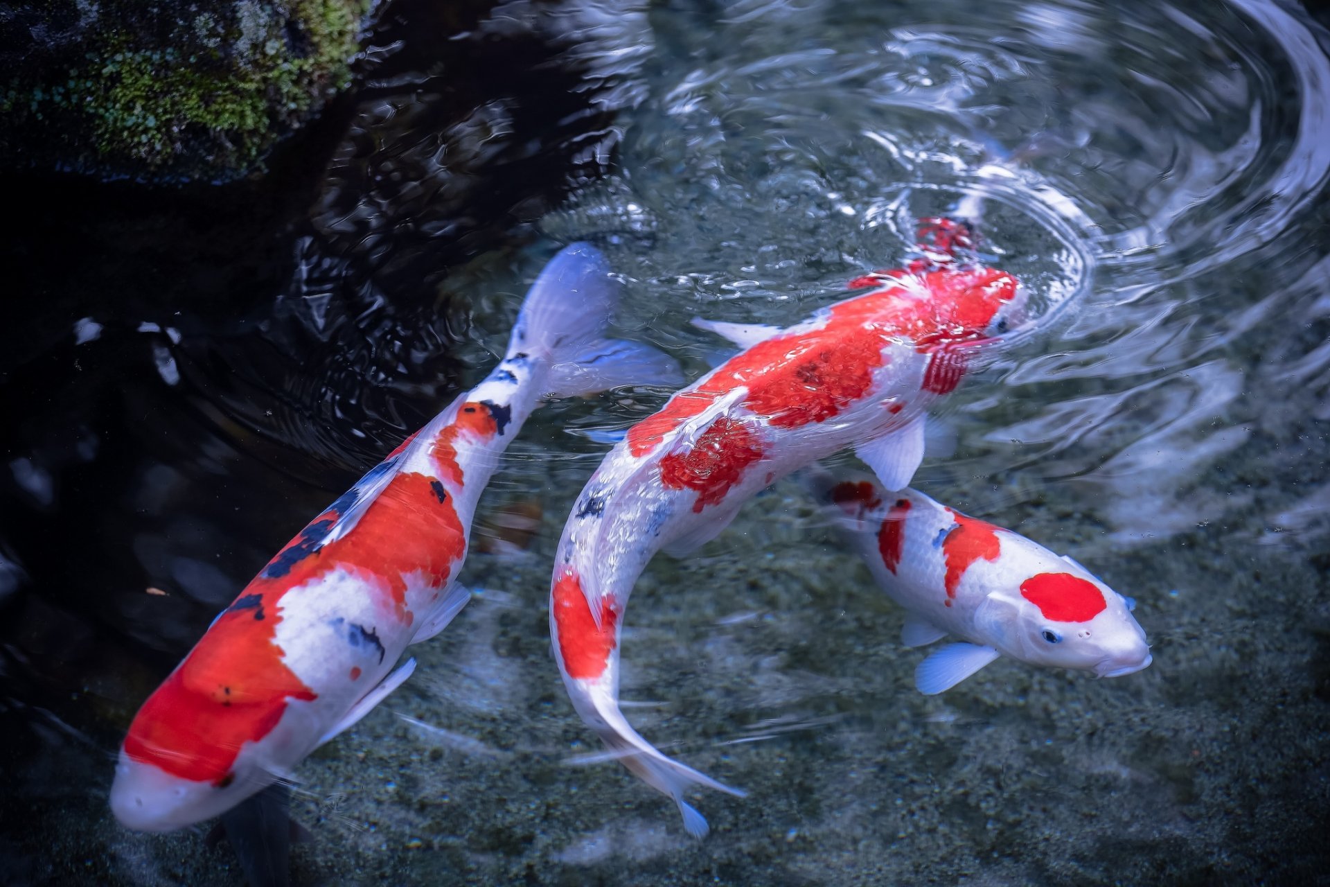 carpa giapponese koi pesce acqua