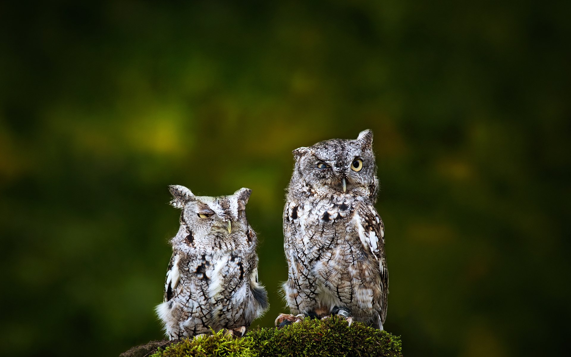 oiseaux hiboux deux fond