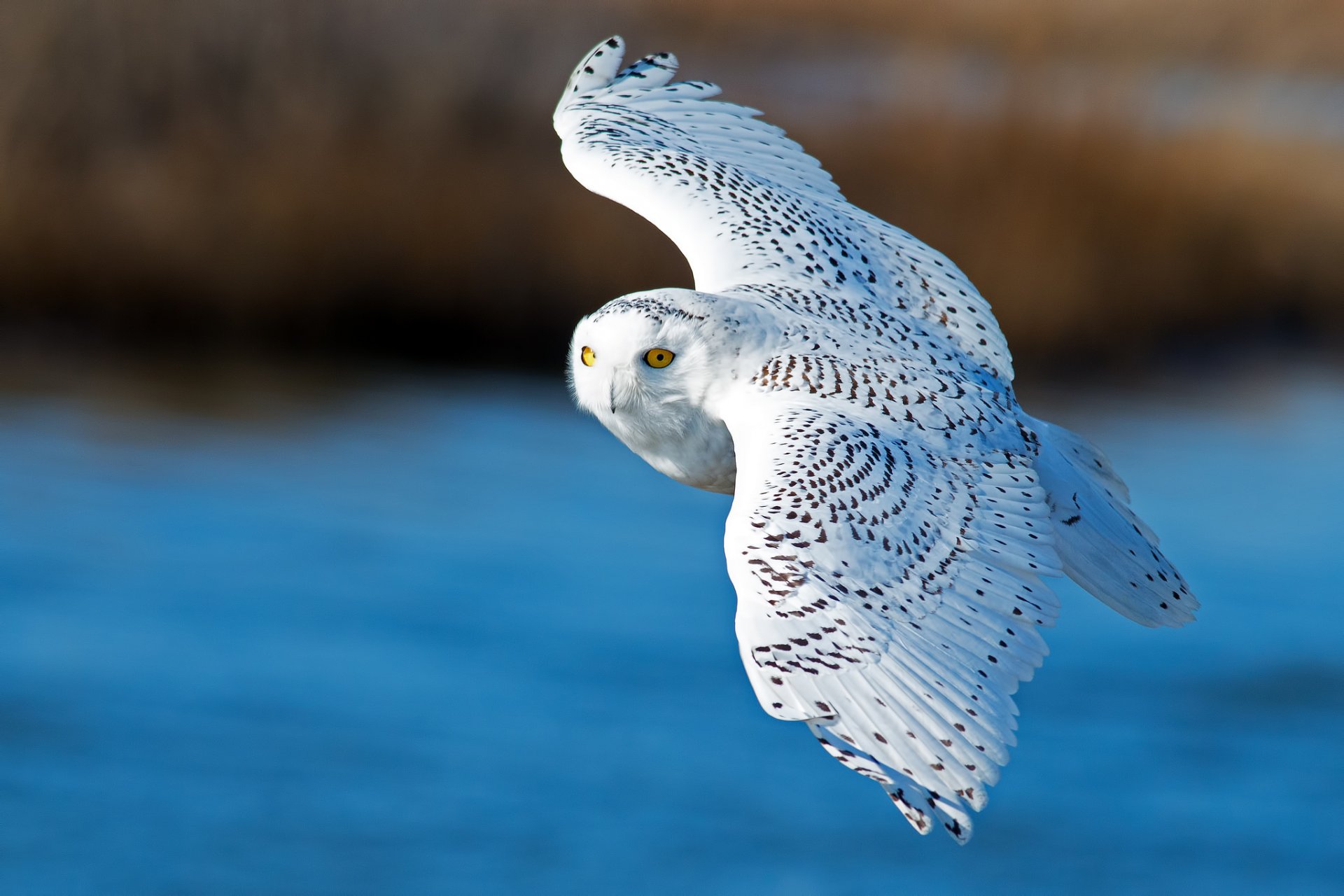 white owl polar owl bird wing