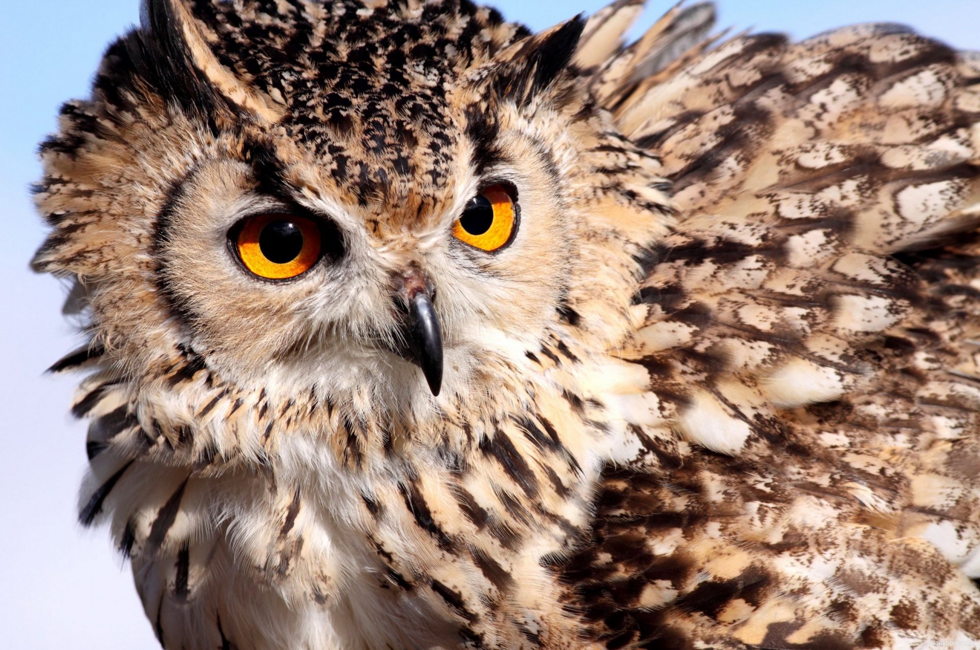 owl owl eyes feathers color