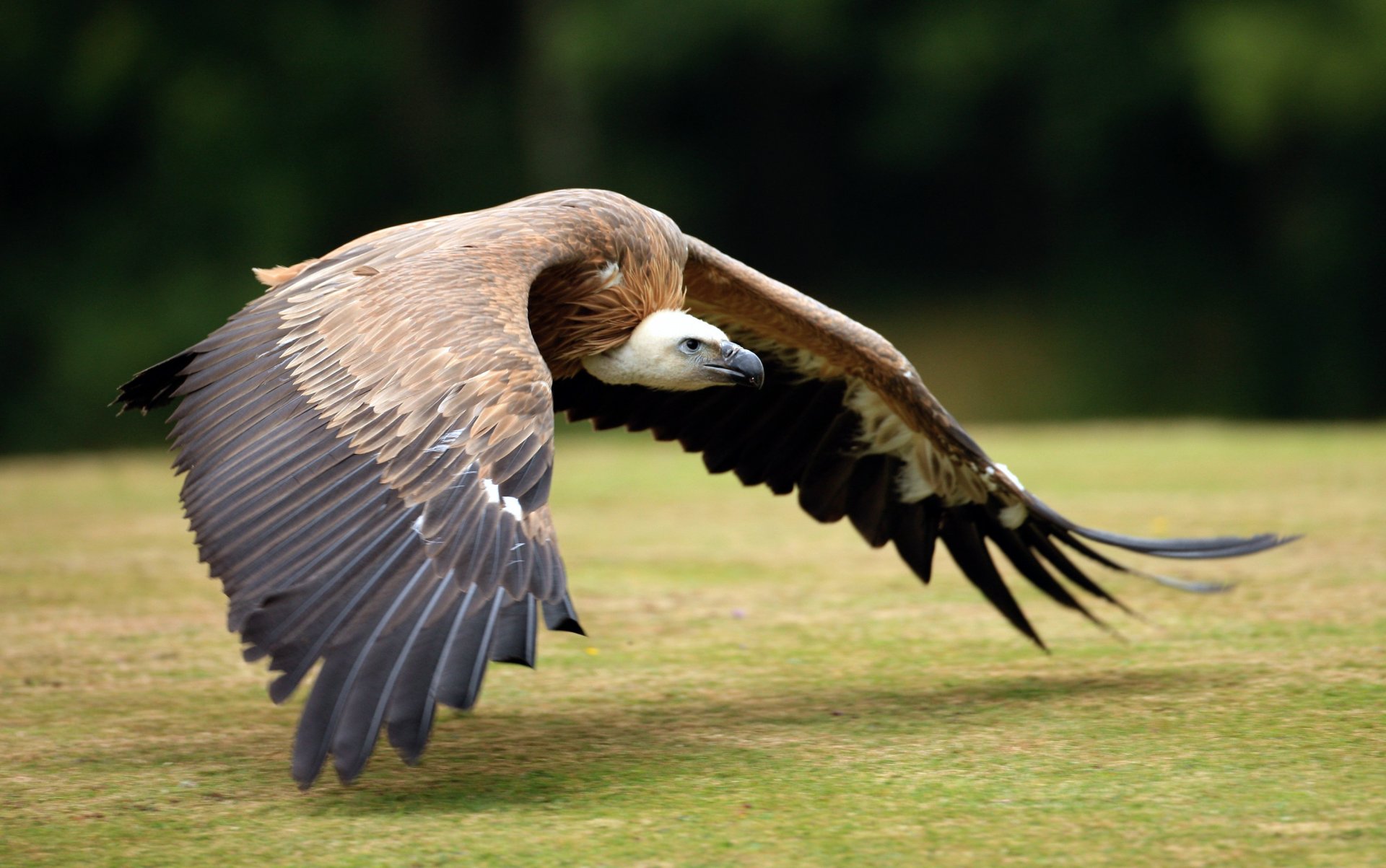 vogel flügel federn griffbrett gefieder aasfresser