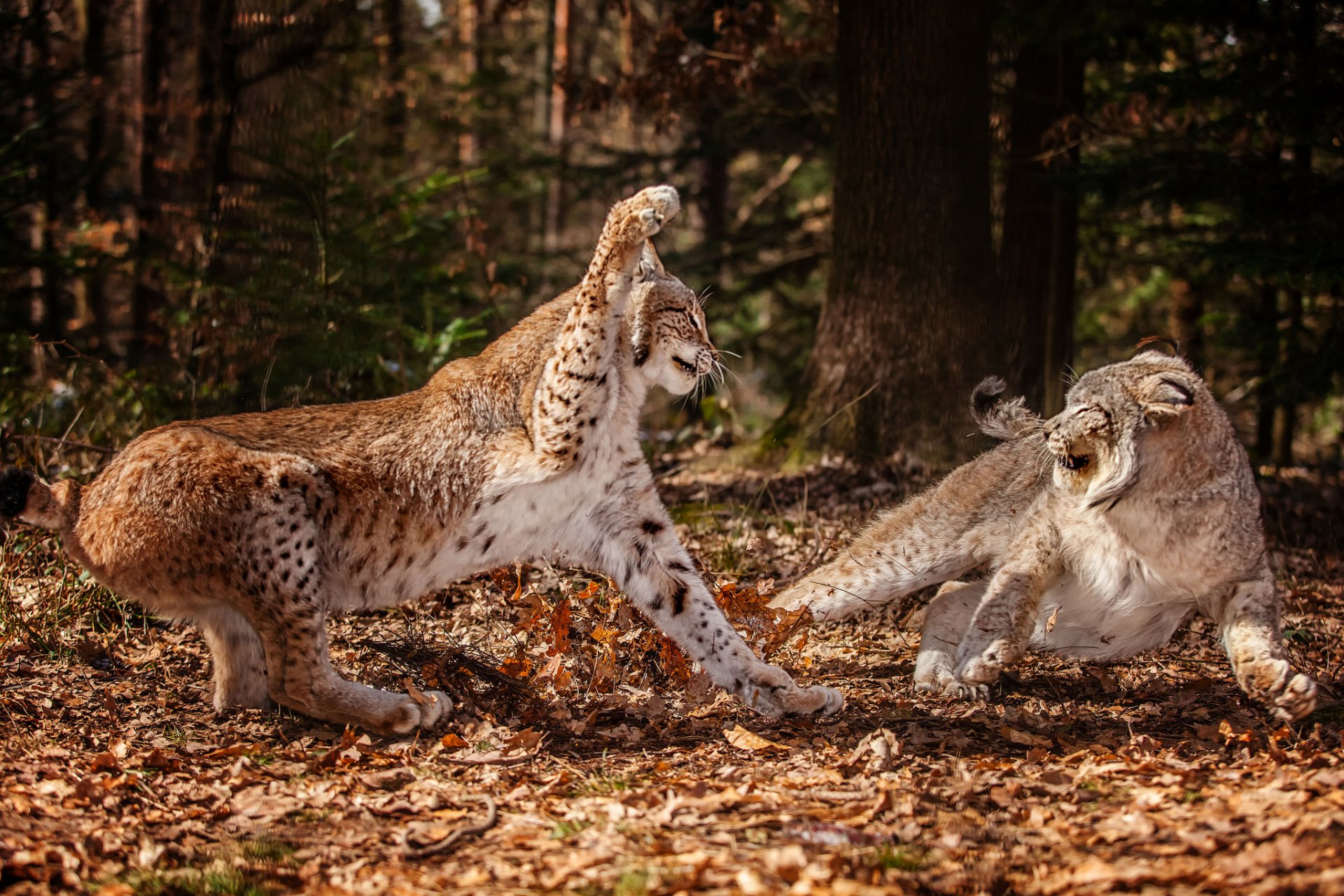 forest leaves autumn lynx two fight