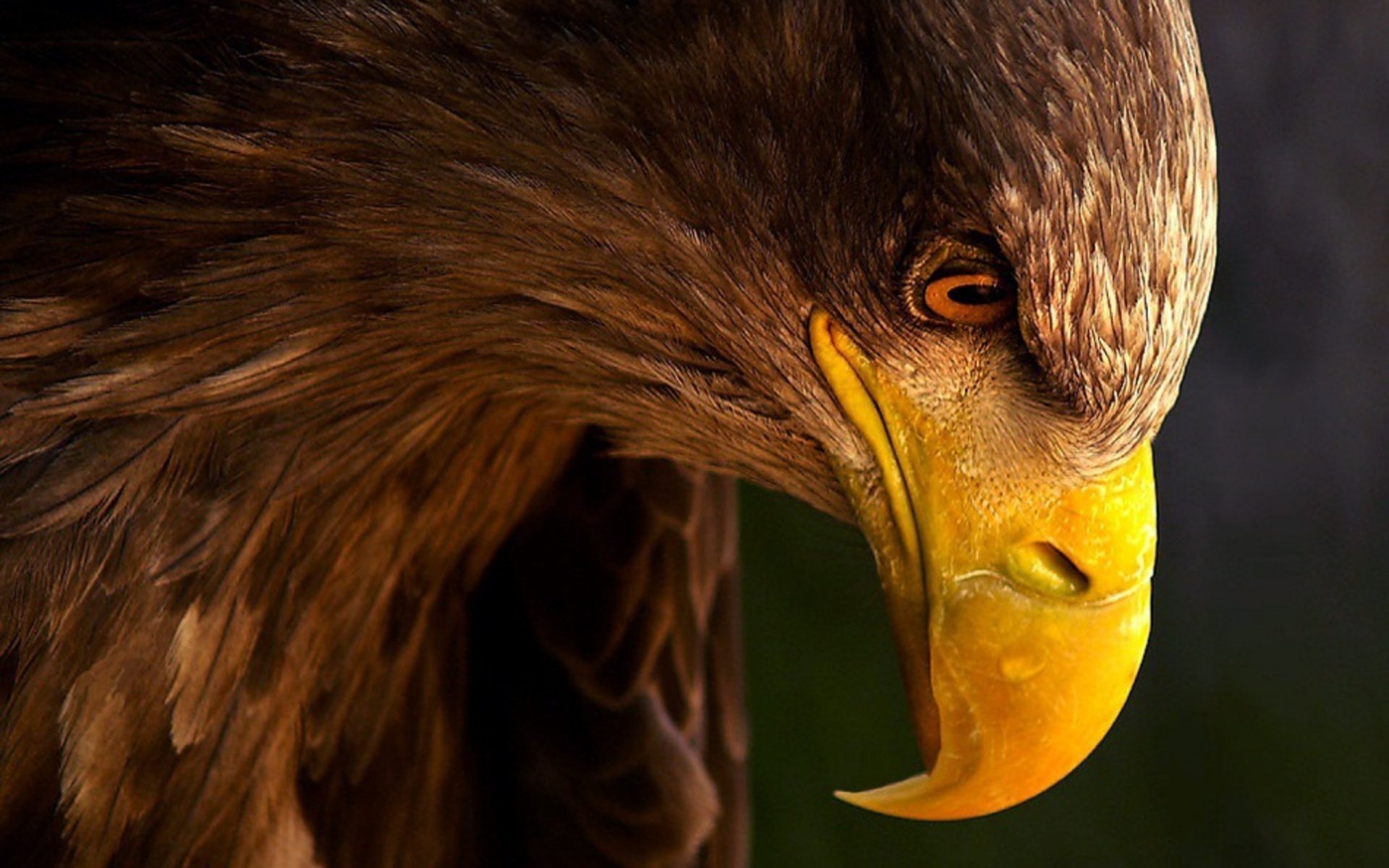 adler schnabel blick profil