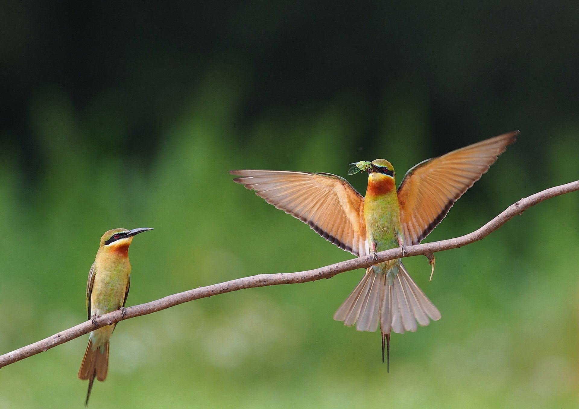 branche oiseaux deux apiculteur queue bleue proie insecte nourriture