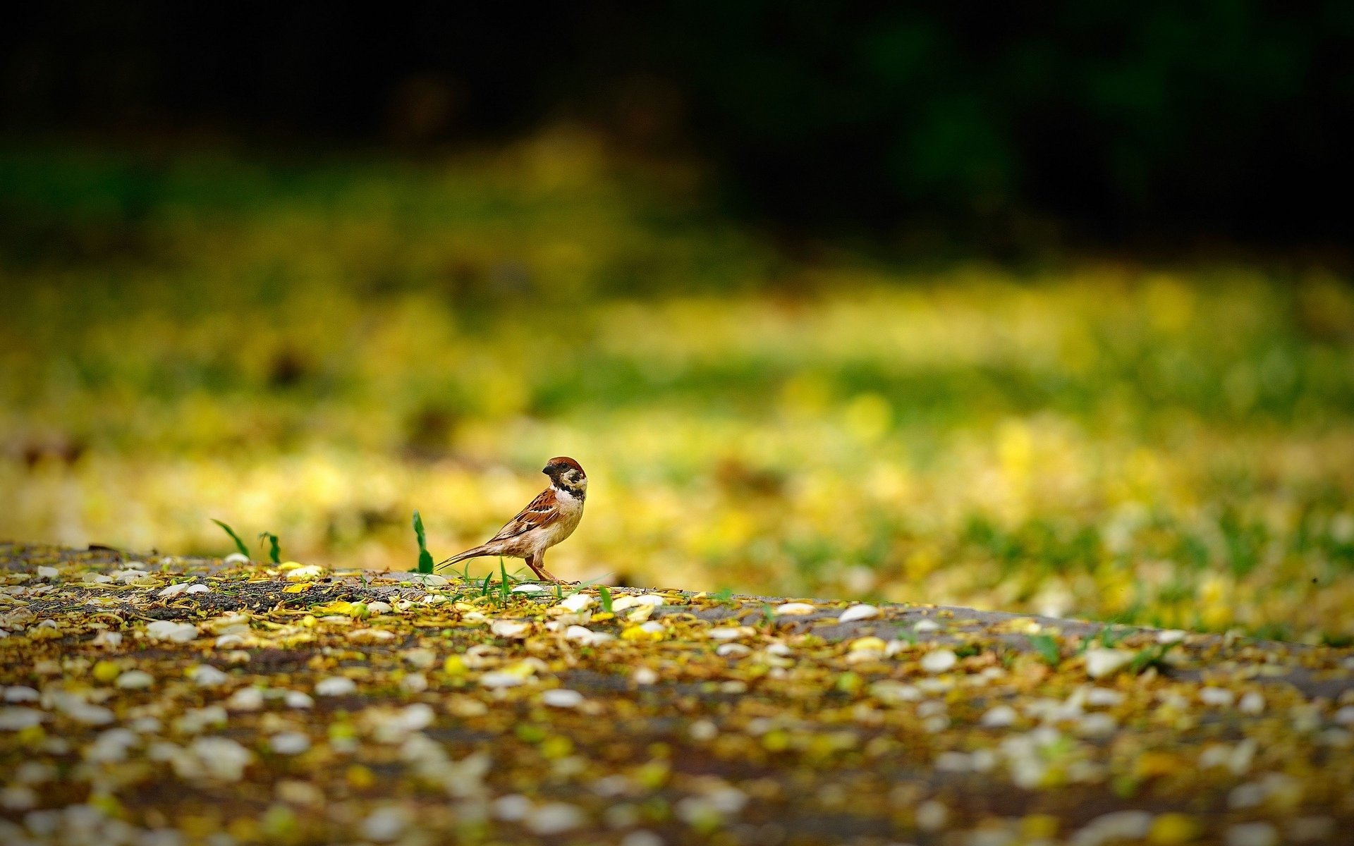 tiere vogel spatz spatz natur gelb unschärfe hintergrund tapete widescreen vollbild widescreen widescreen