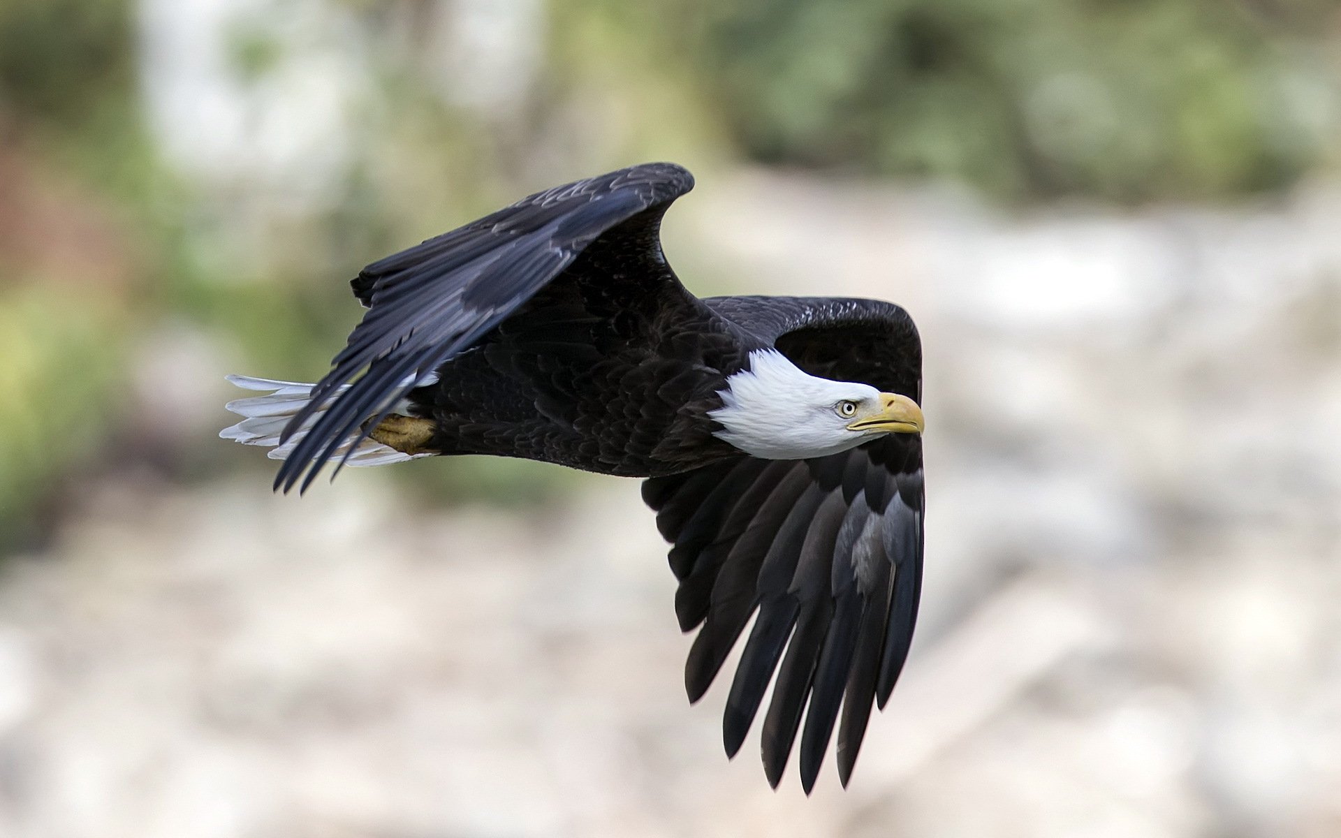 uccello natura