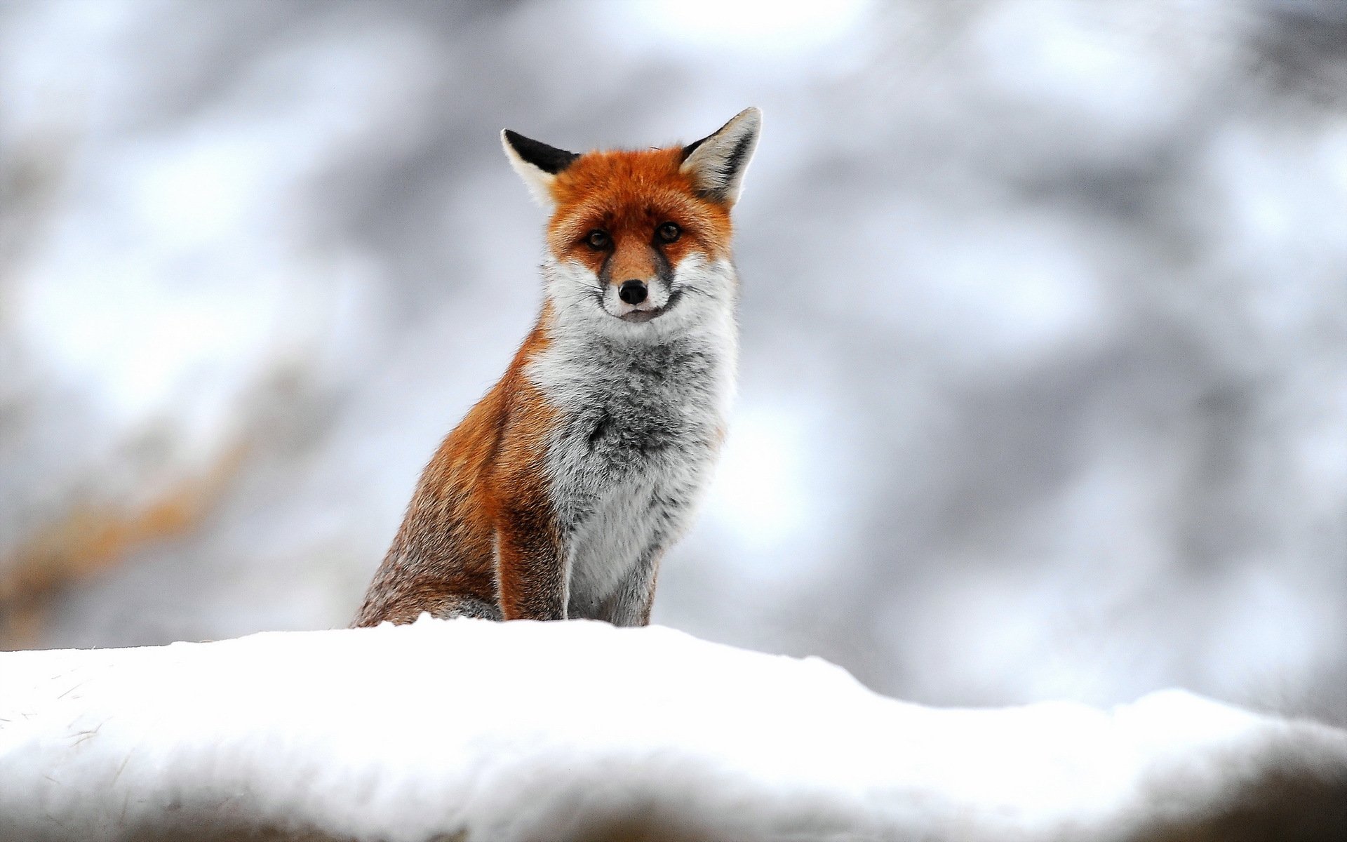 fox snow nature