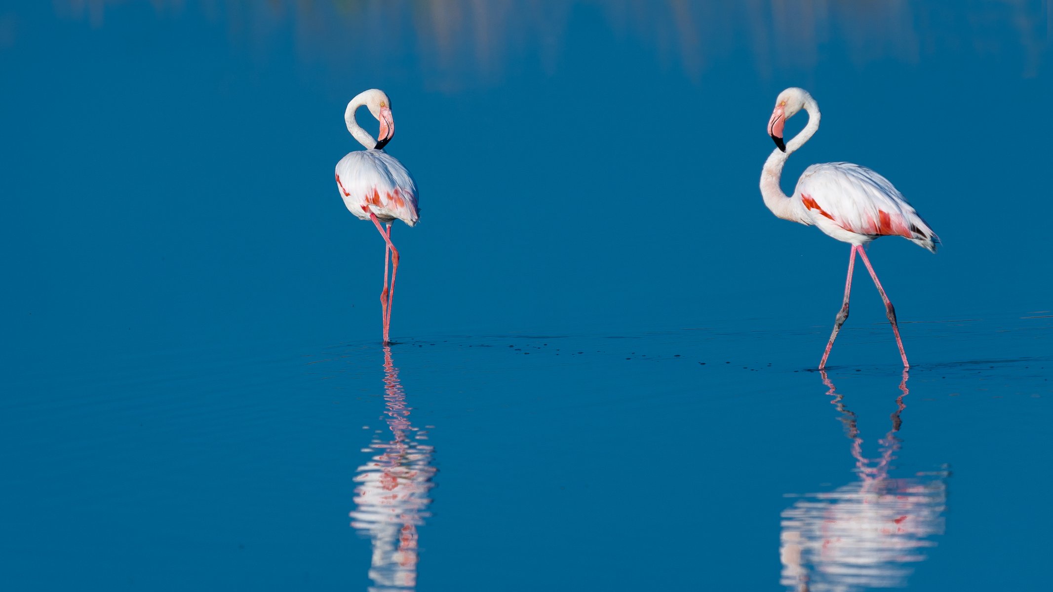 wasser blau vögel flamingo zwei reflexion