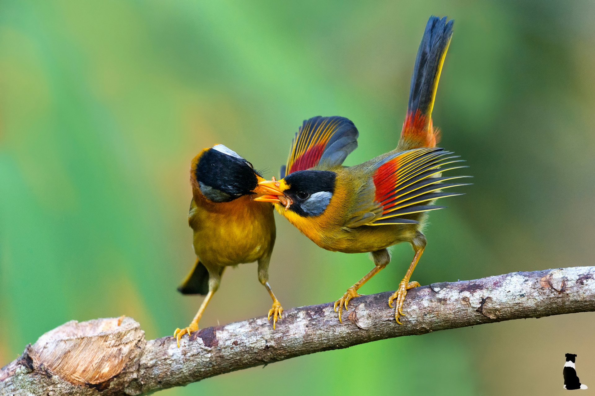 oiseaux mesia à oreilles argentées leiothrichidae nourriture branche ks kong