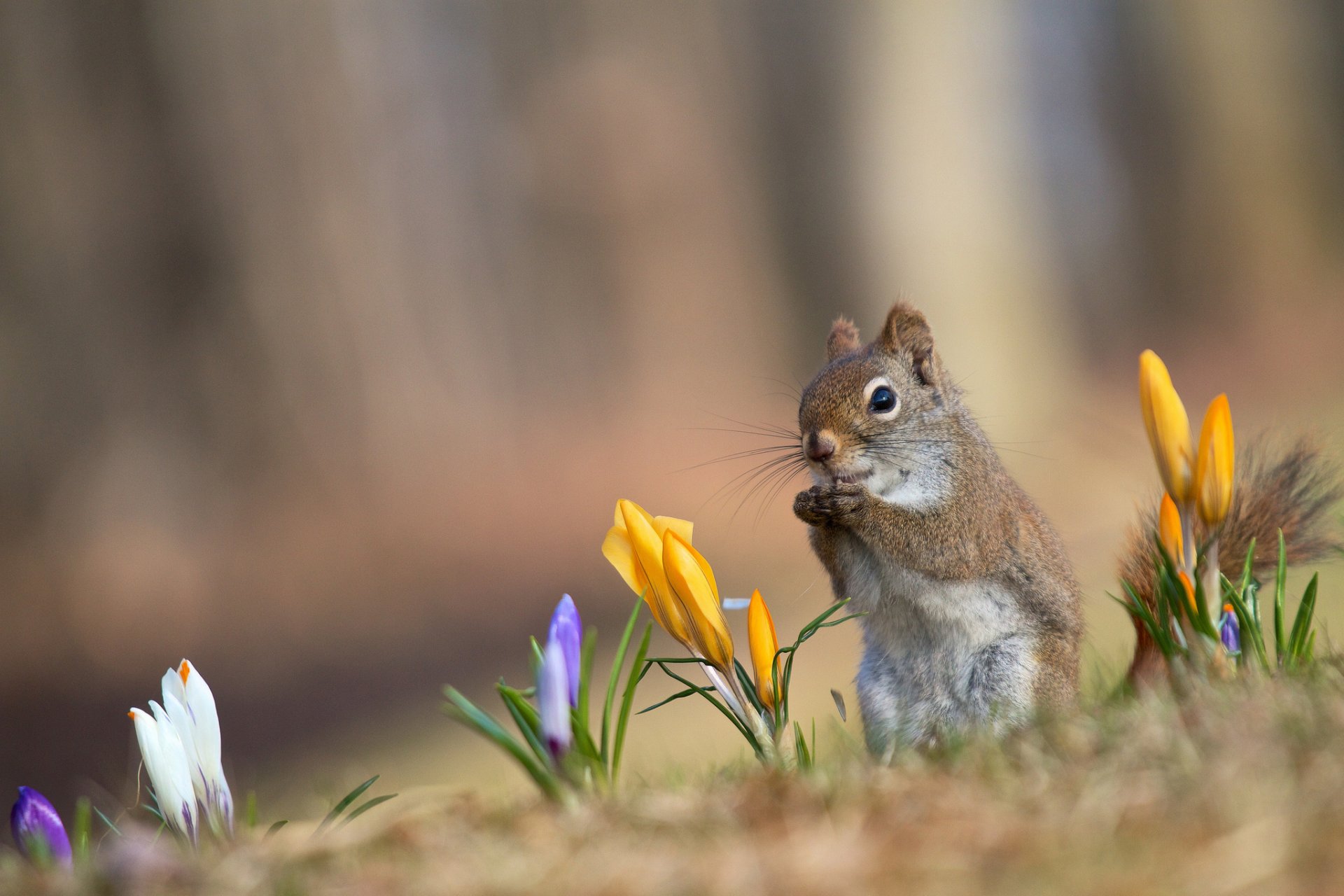 c est le printemps. crocus jaune blanc lilas écureuil rouquine fond