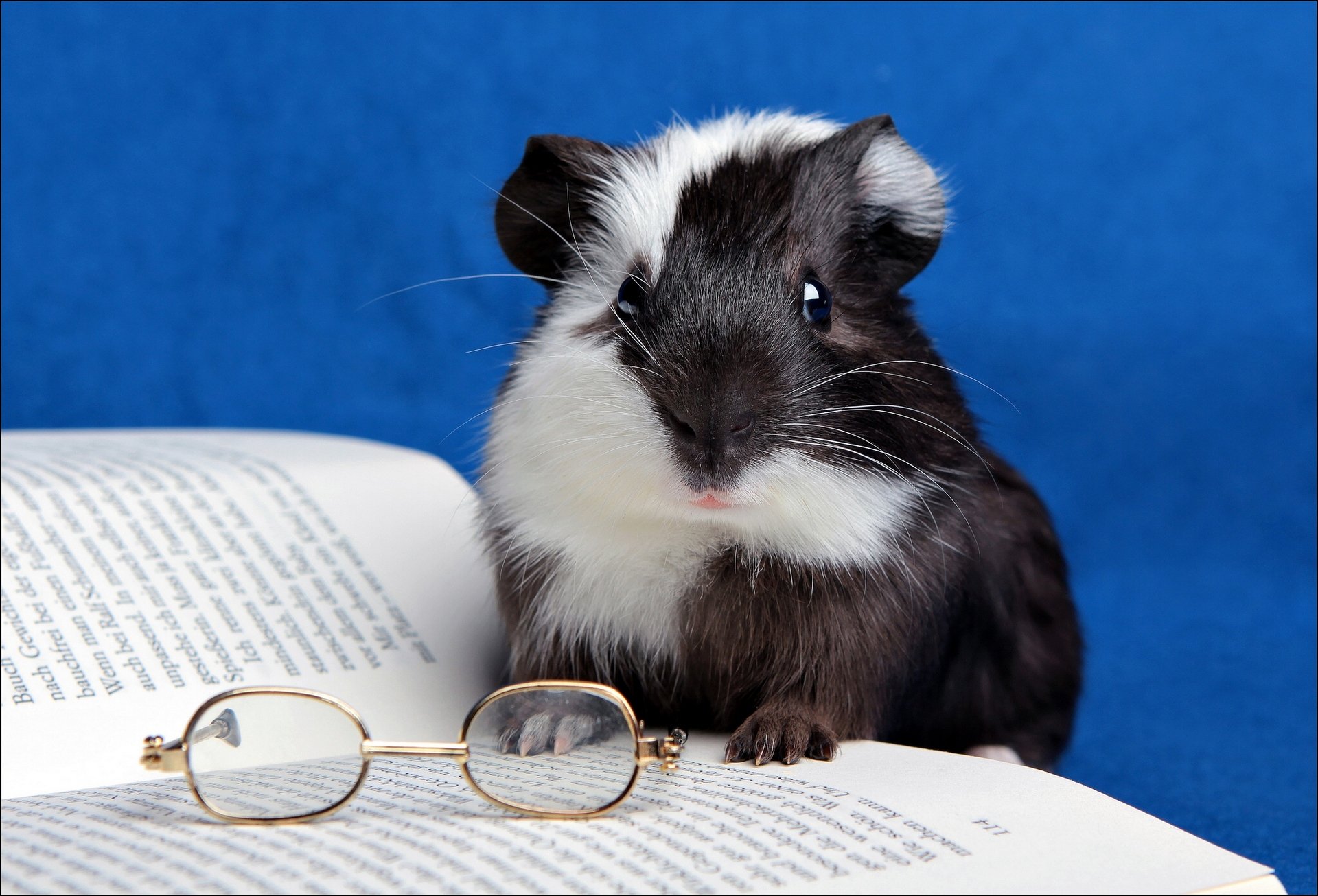 meerschweinchen buch brille