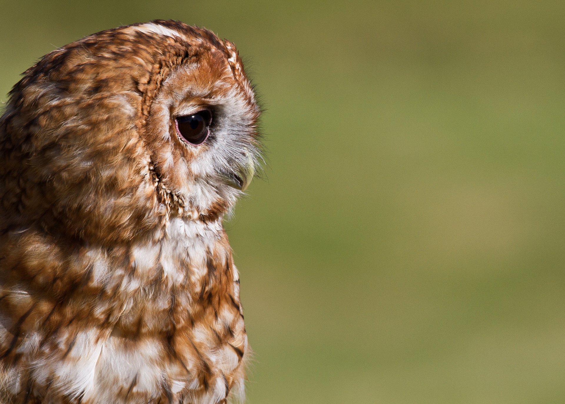 vogel eule porträt profil hintergrund