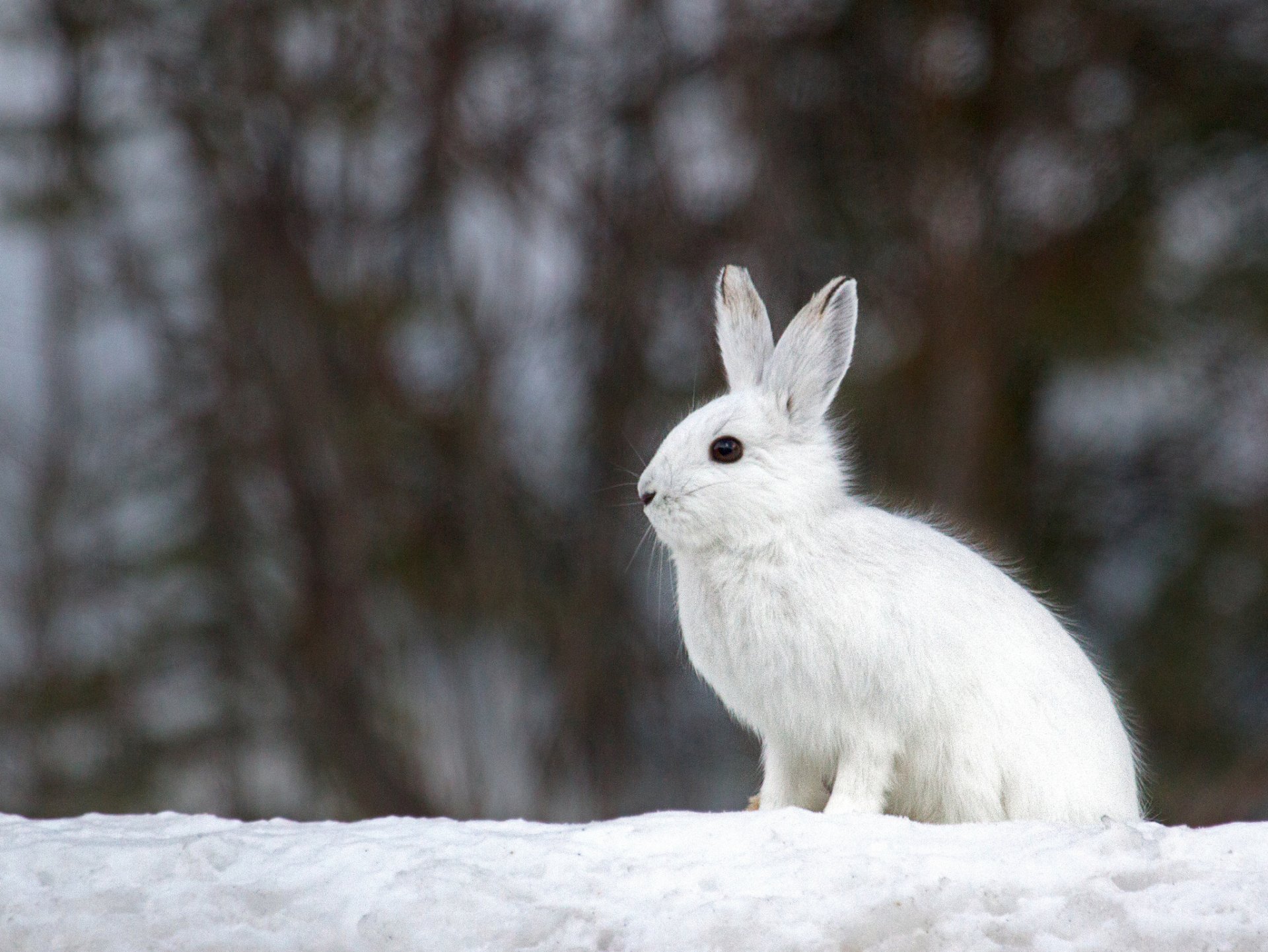 now winter hare white background blur