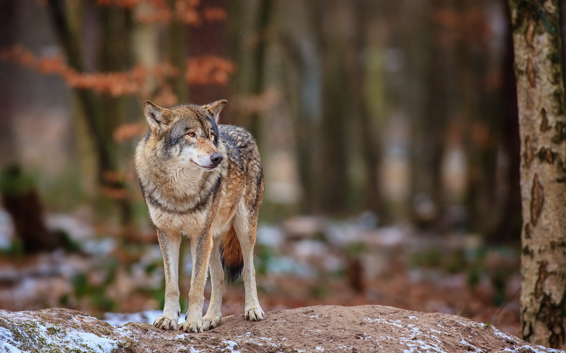 loup forêt nature