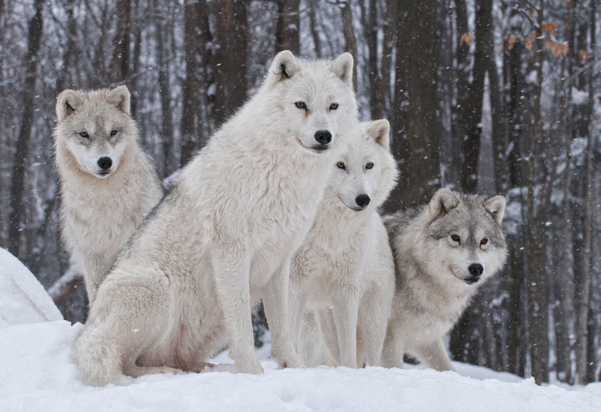 lobos depredador familia invierno.nieve naturaleza