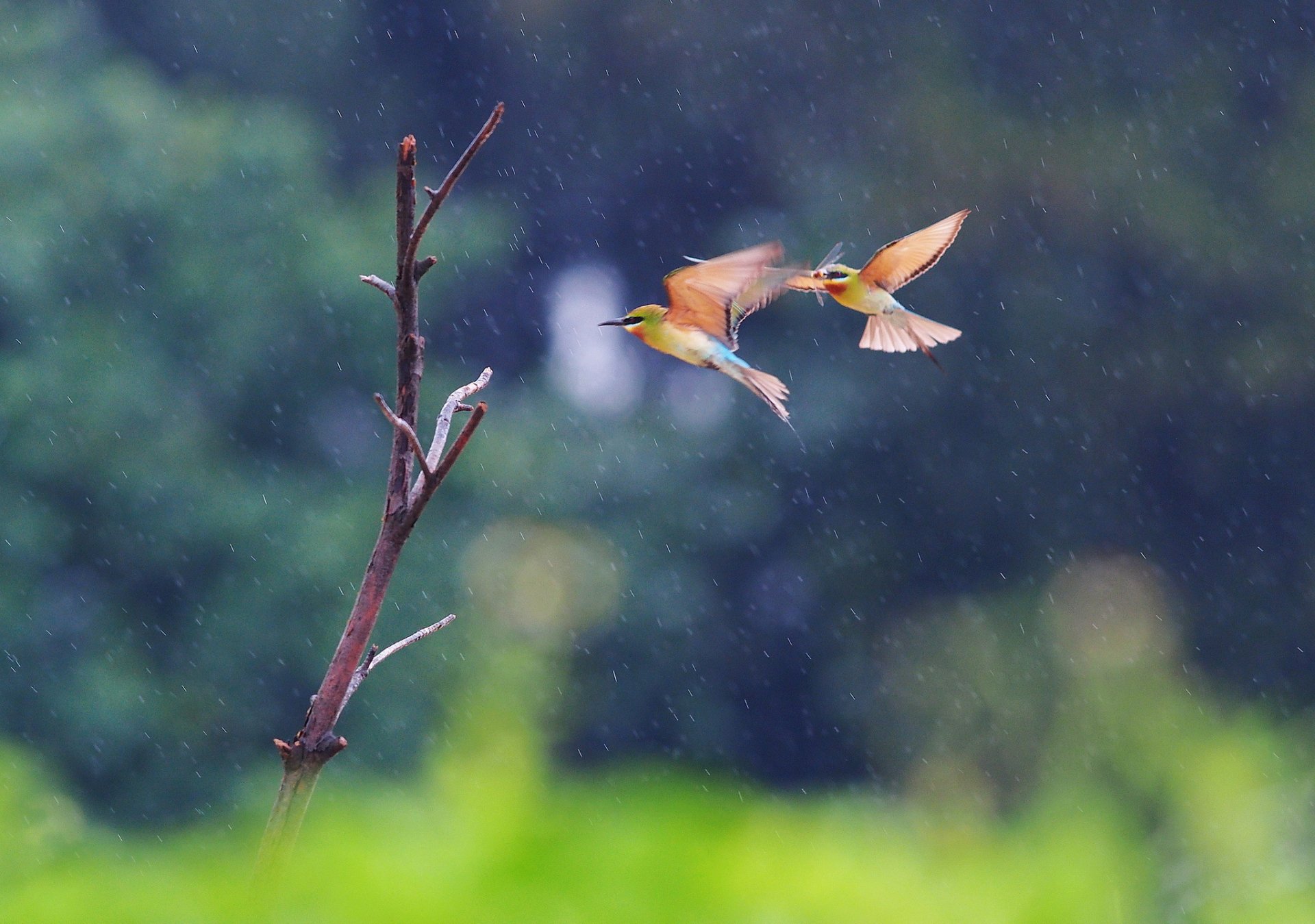 rama pájaros dos comedores de abejas vuelo bajo la lluvia