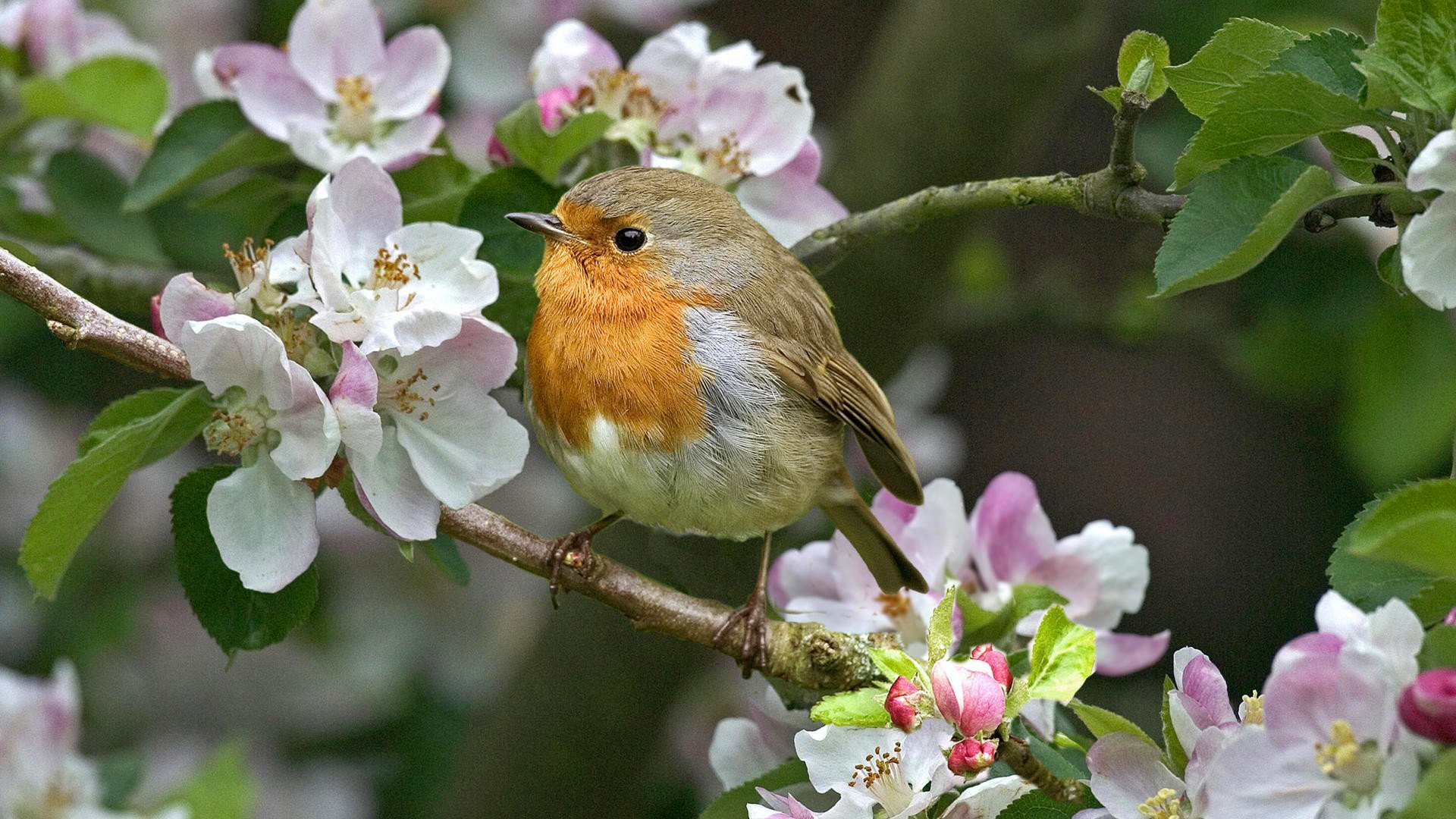 pájaro rama flores primavera naturaleza