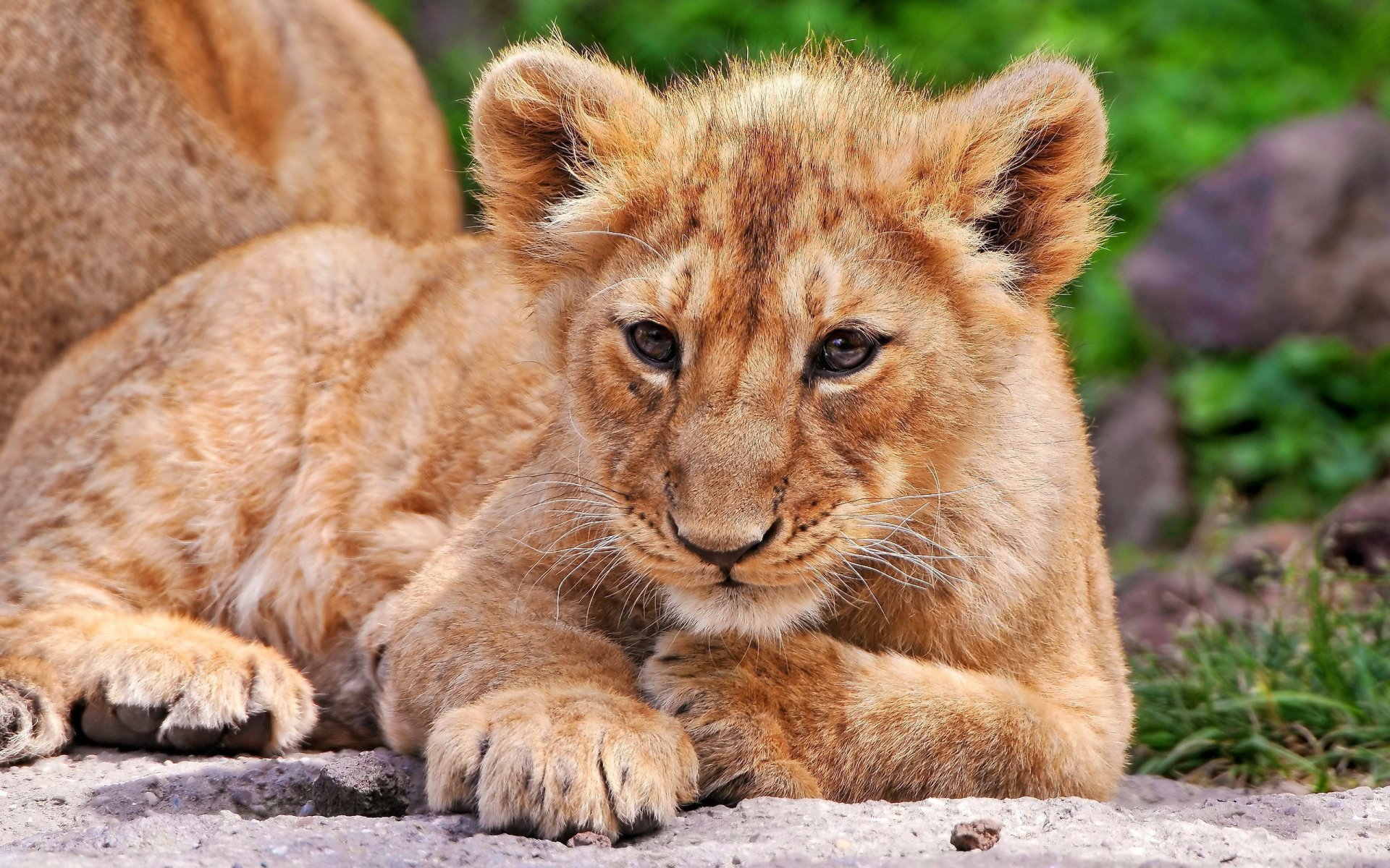 lion lionceau chat cub