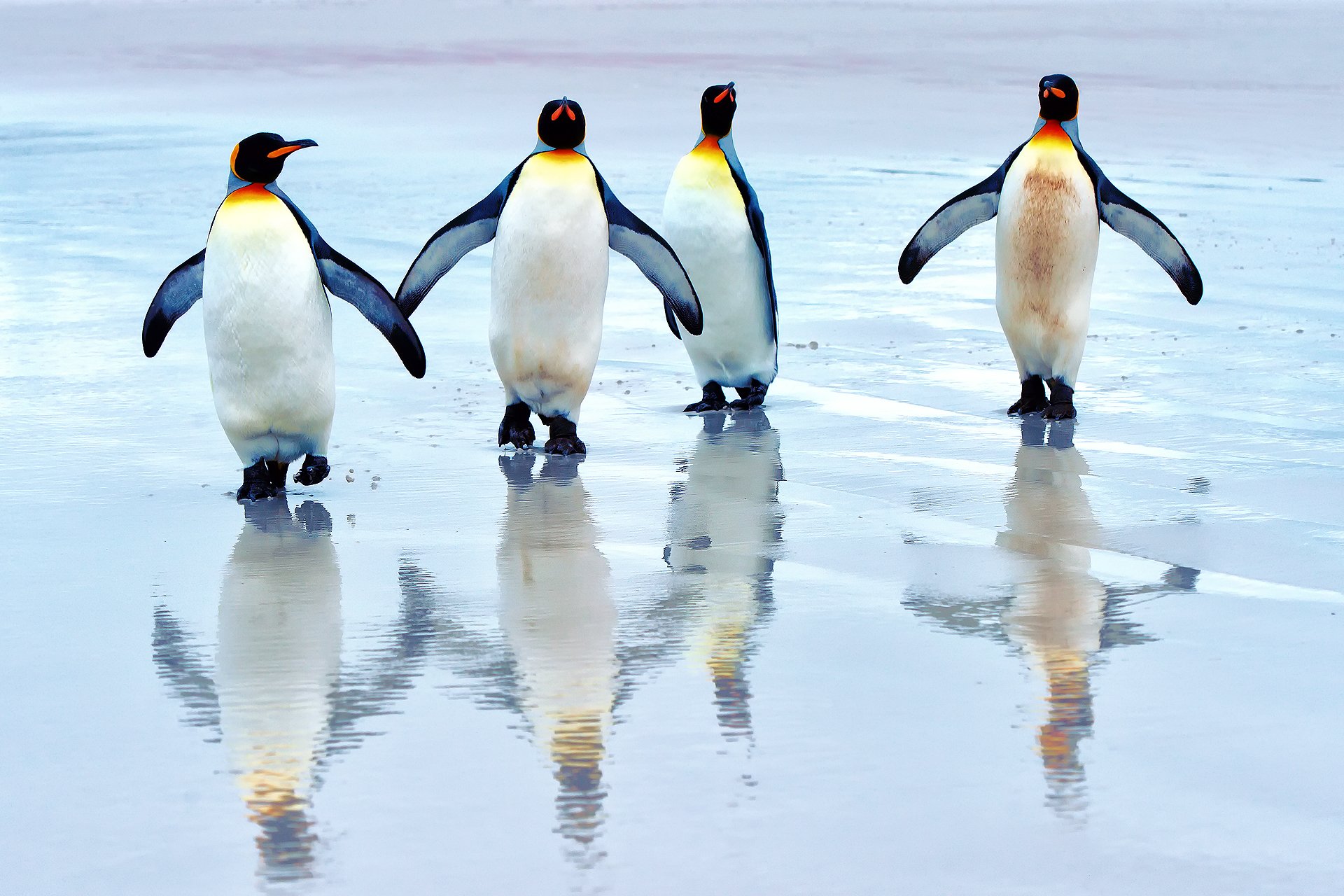 pingüinos rey playa mar