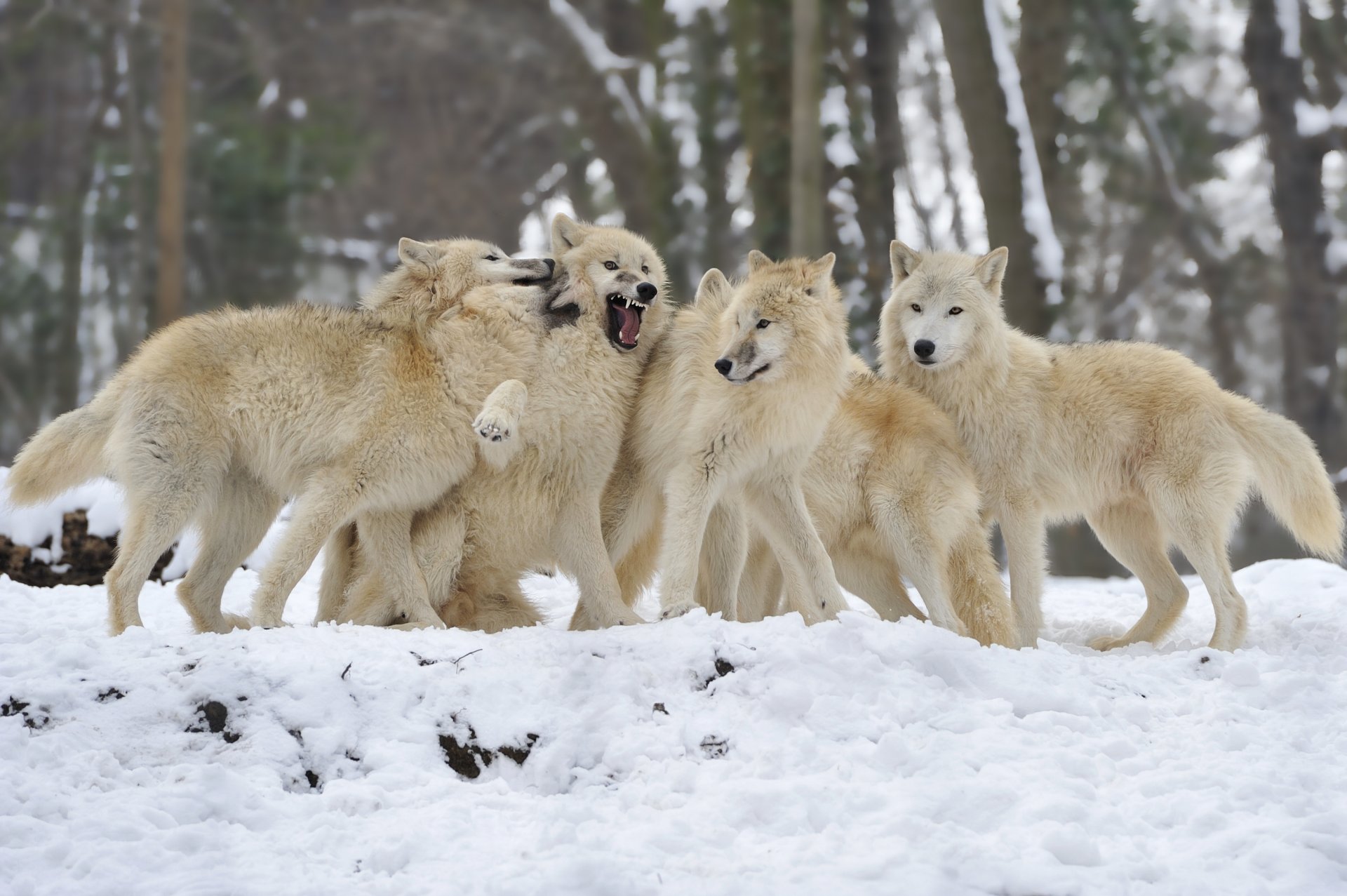 lobos bandada nieve invierno