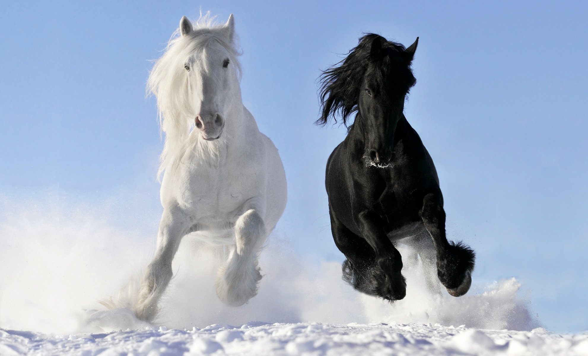 caballos caballos blanco cuervo correr galope nieve © victoria makarova