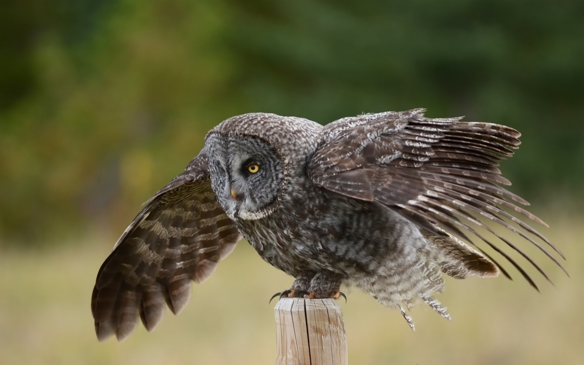 owl poultry post wings great gray owl