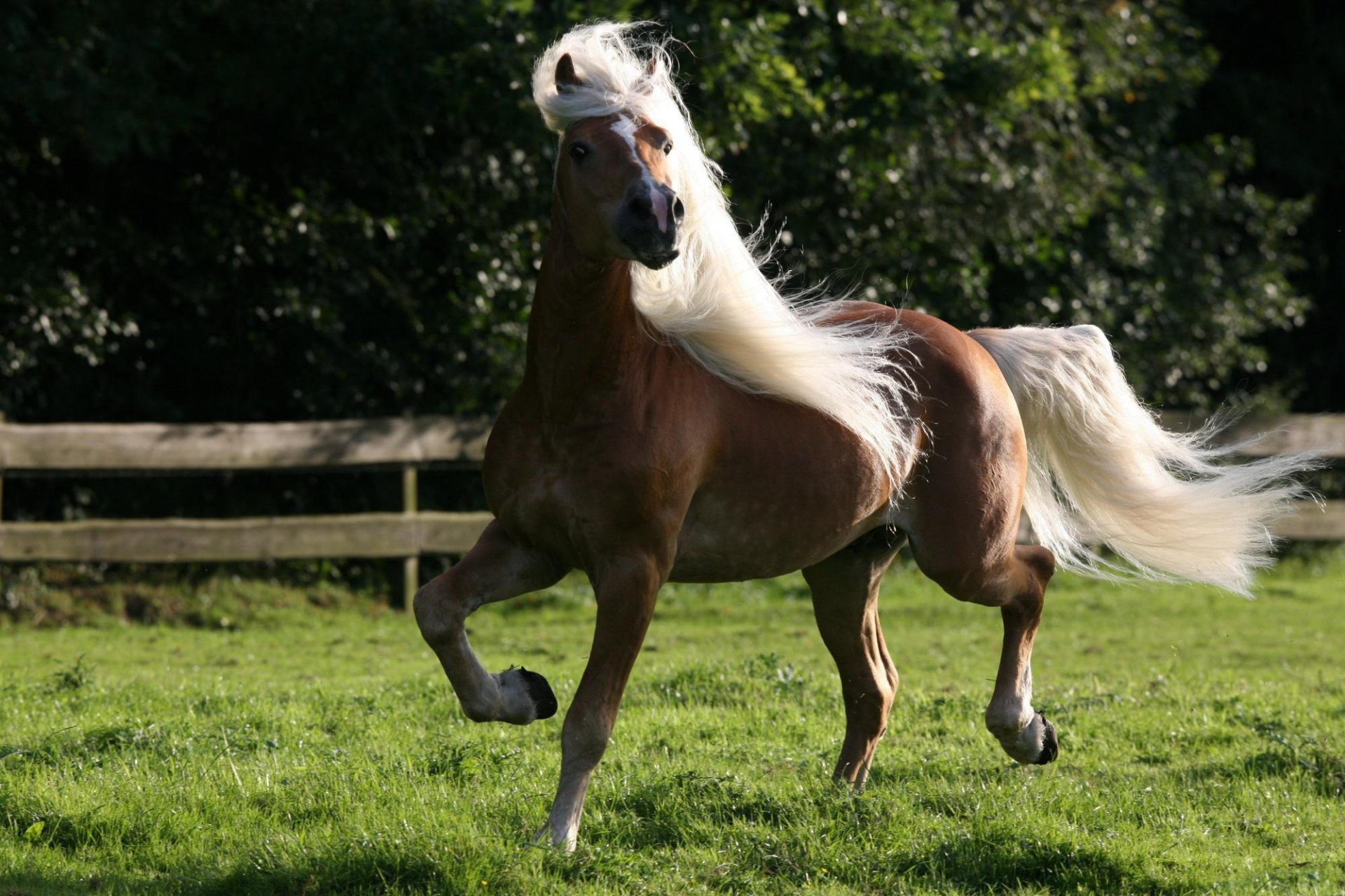 recinto cavallo bianco criniera coda recinzione erba