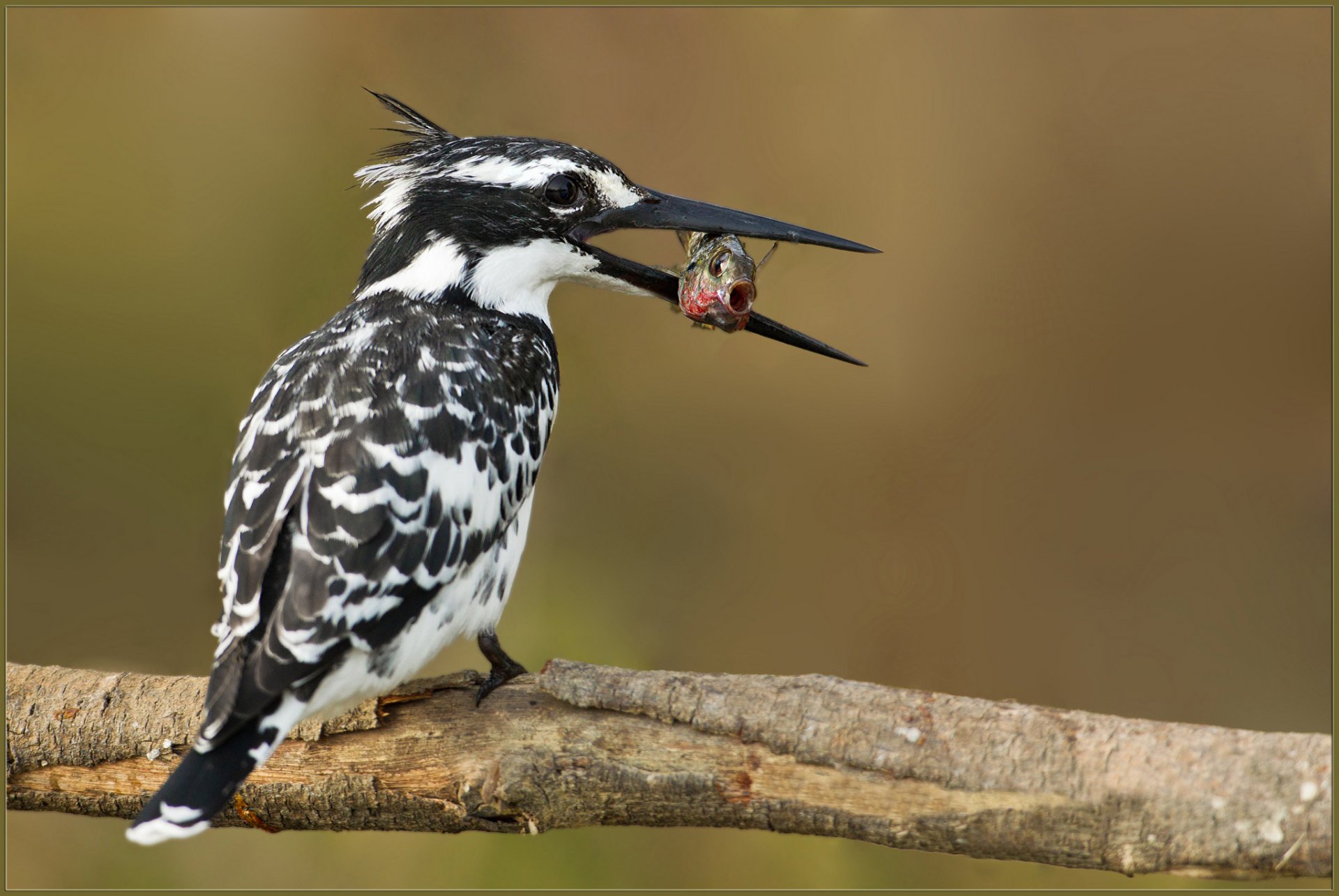 branche oiseau martin-pêcheur multicolore poisson capture nourriture