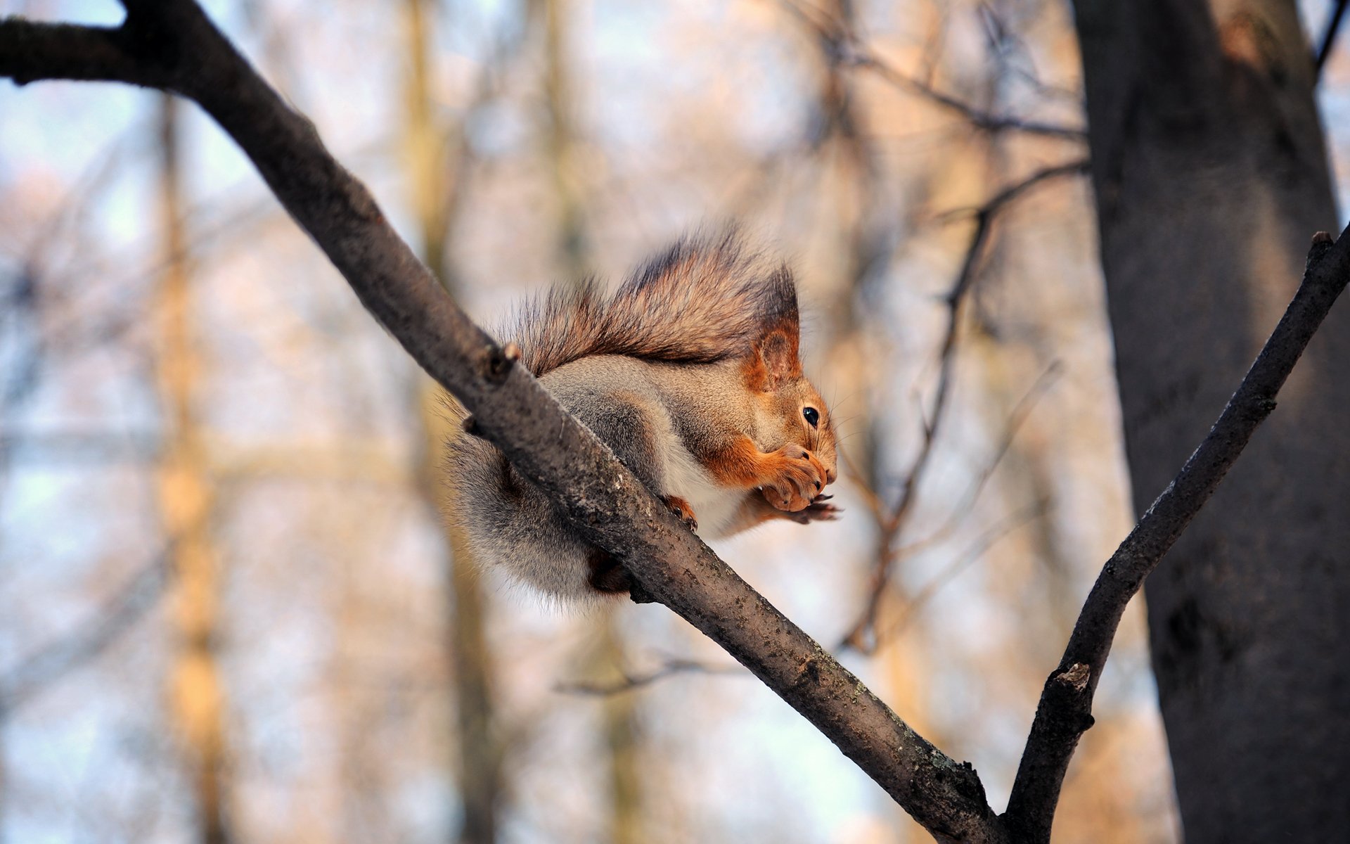 eichhörnchen walnuss zweige bäume