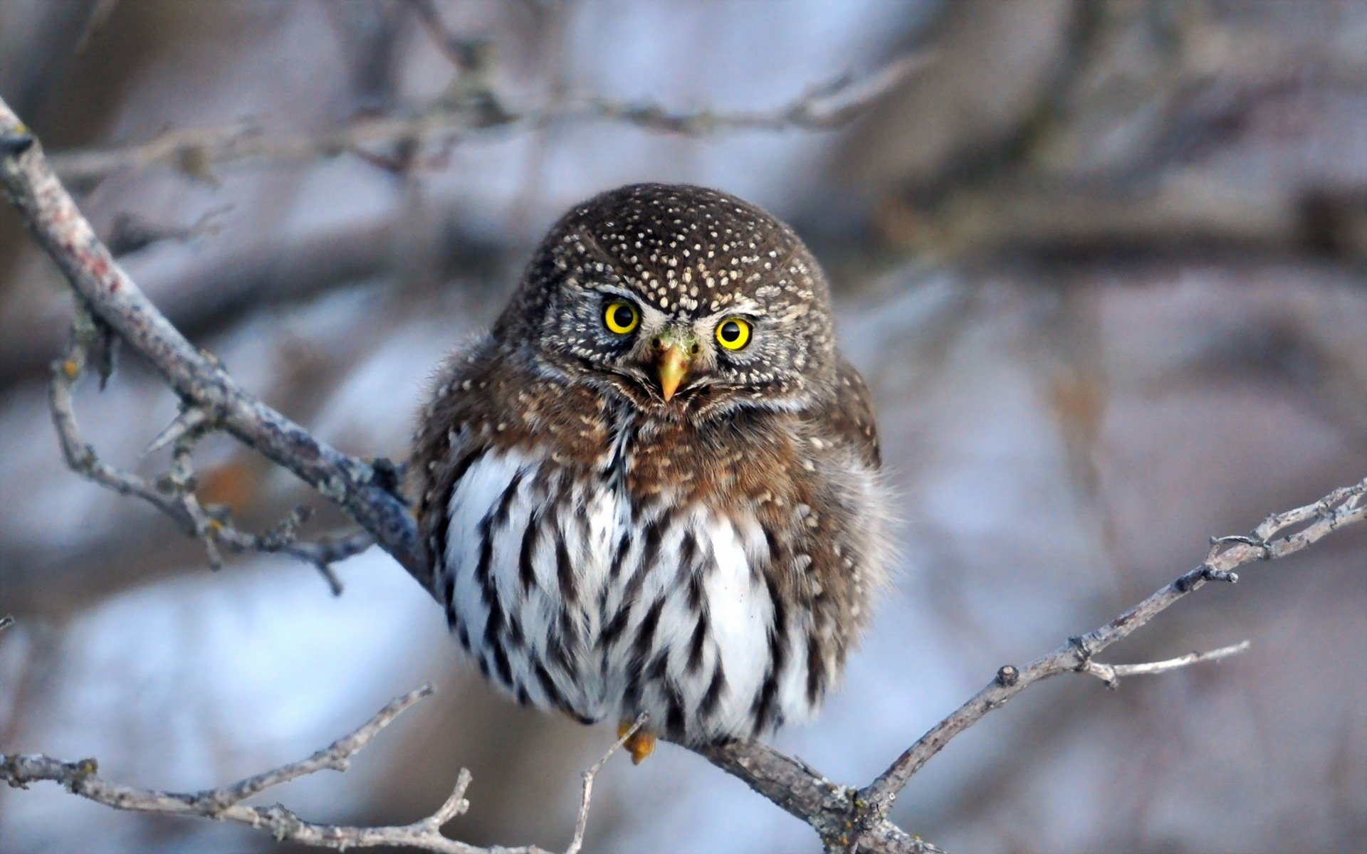 eule natur winter