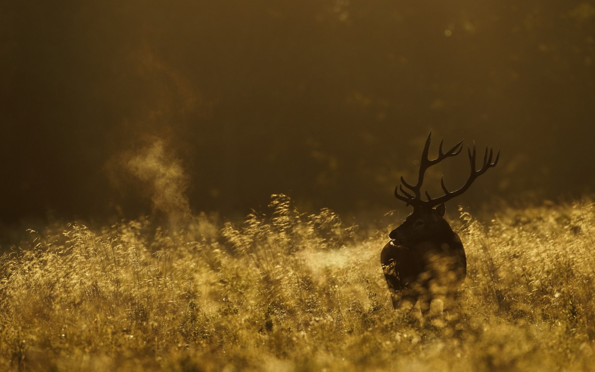 reindeer morning the field nature