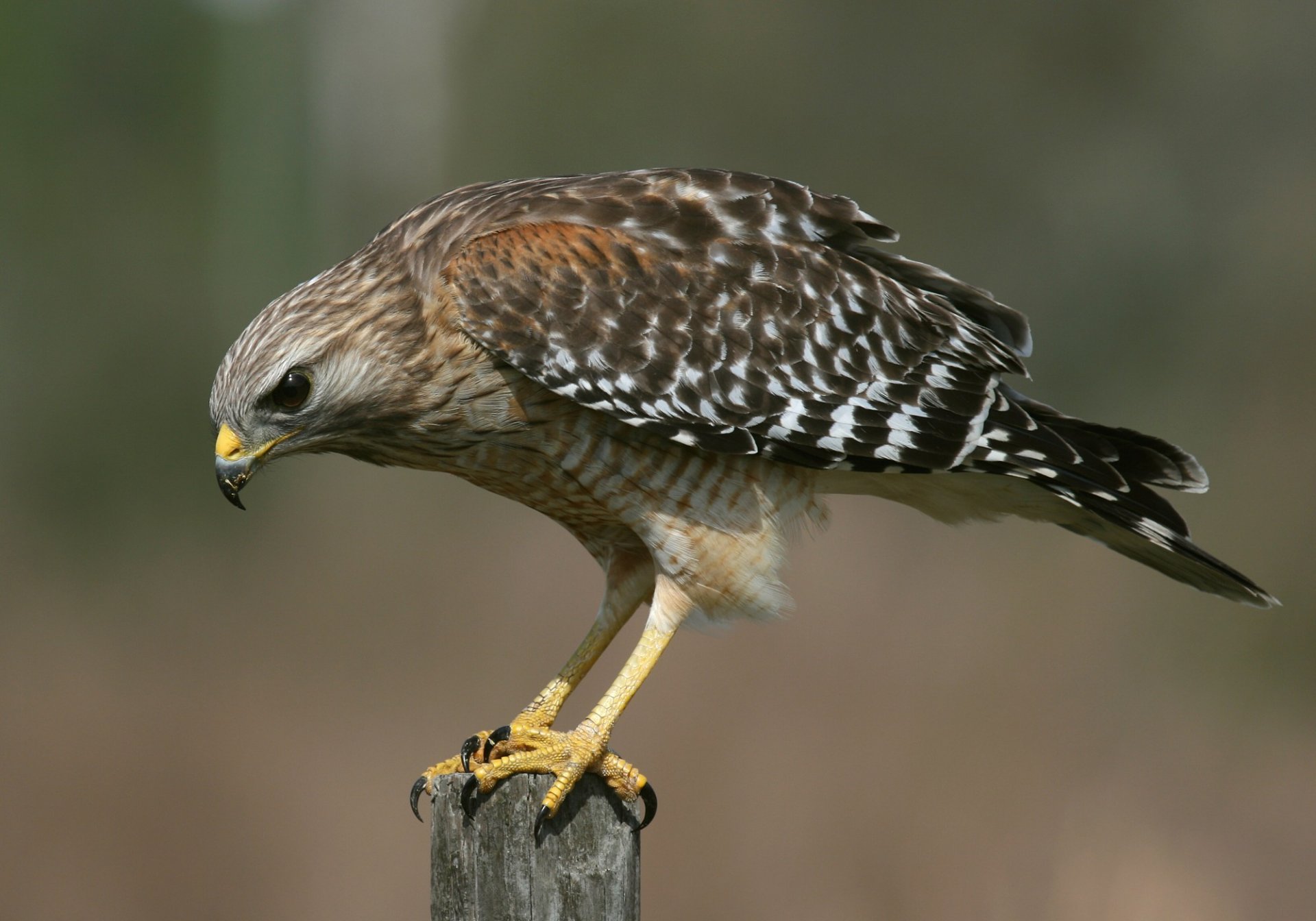 uccello falco artigli seduto