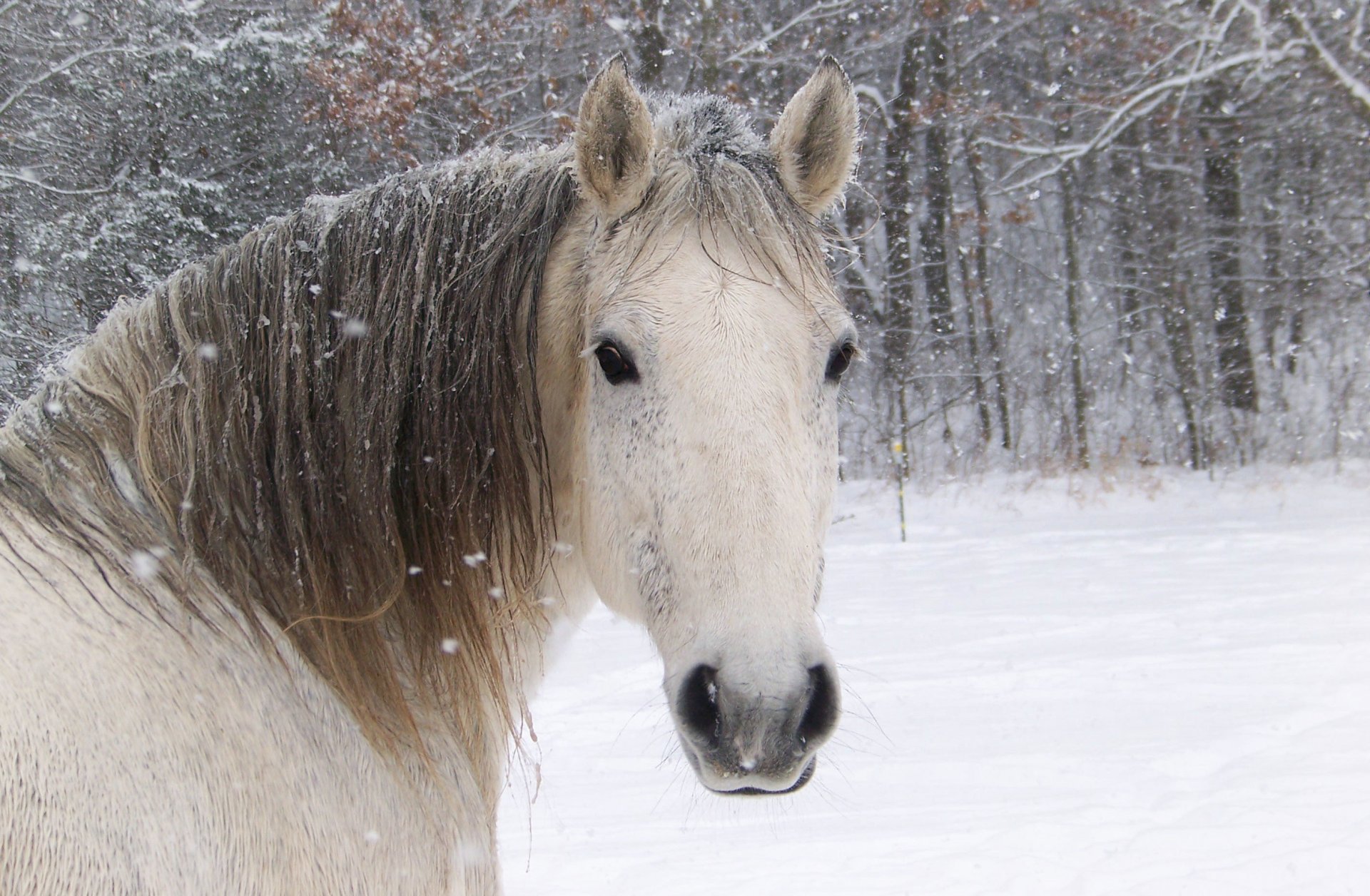 caballo caballo blanco hocico