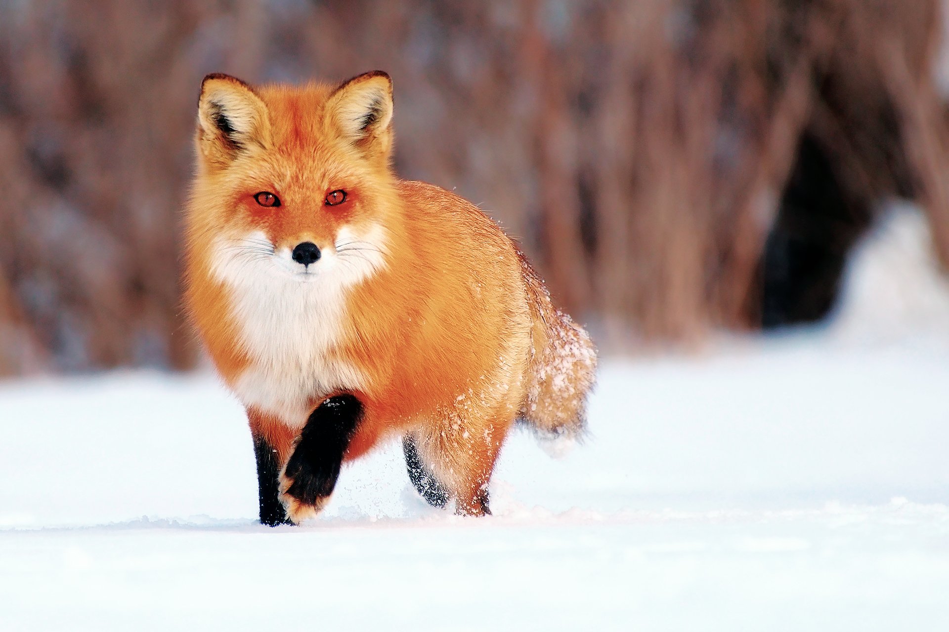 fox fox winter snow