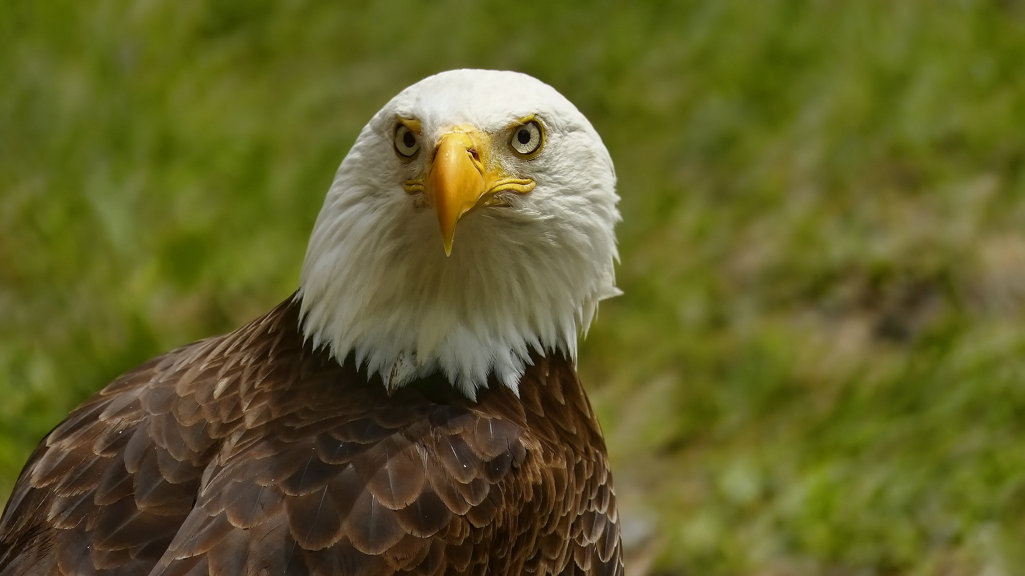 aquila calva aquila uccello ritratto vista